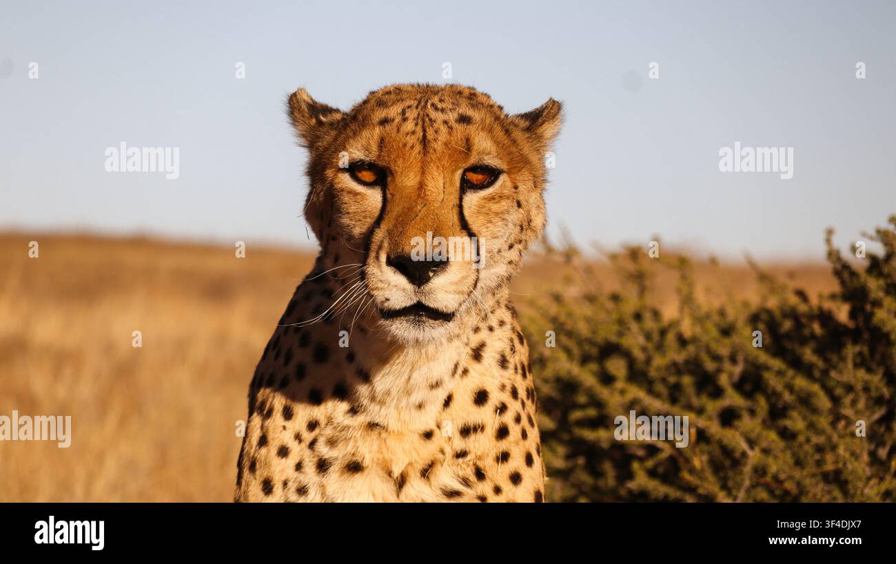 Ghepardo nella savana namibiana sotto la calda luce del sole, che mostra le sue macchie distintive e l'espressione vigile. Foto Stock