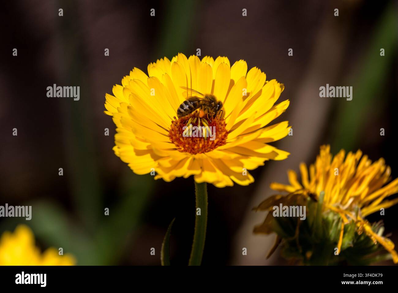 Ape che impollina un fiore di calendula giallo. Foto Stock