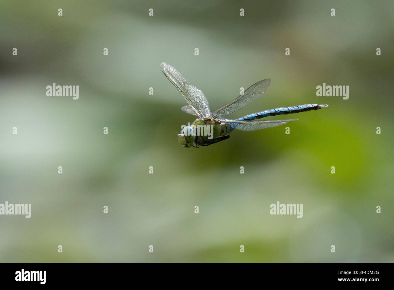 Grande libellula imperatrice, Grande libellula imperatrice, Grande libellula imperatrice, maschio, volo, volante, immagine di volo, Anax imperator, Libellula imperatrice, maschio, volo, Foto Stock