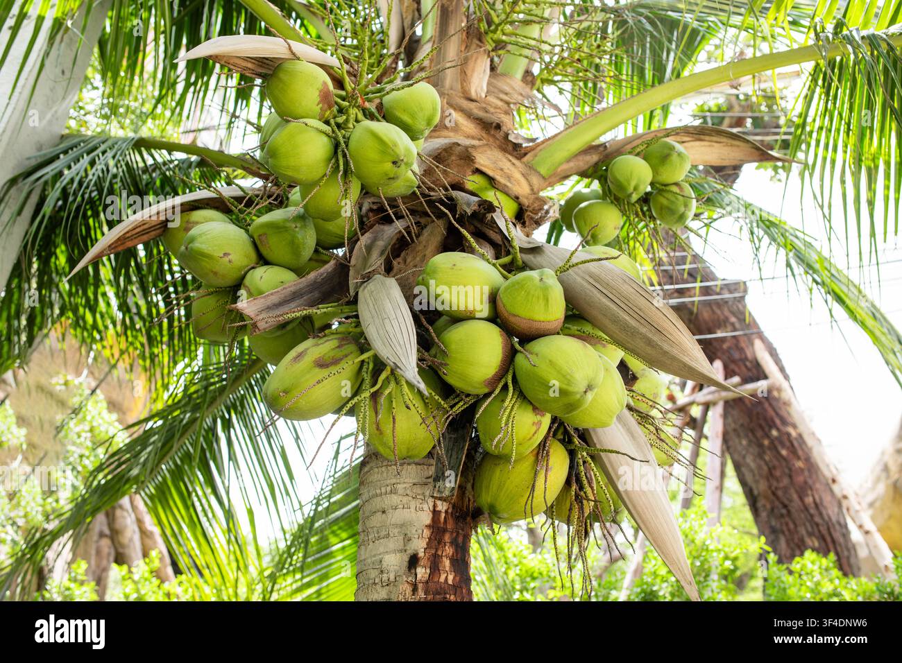 Prima piano ad angolazione bassa su un grappolo di noci di cocco verdi fresche che crescono su una palma Foto Stock