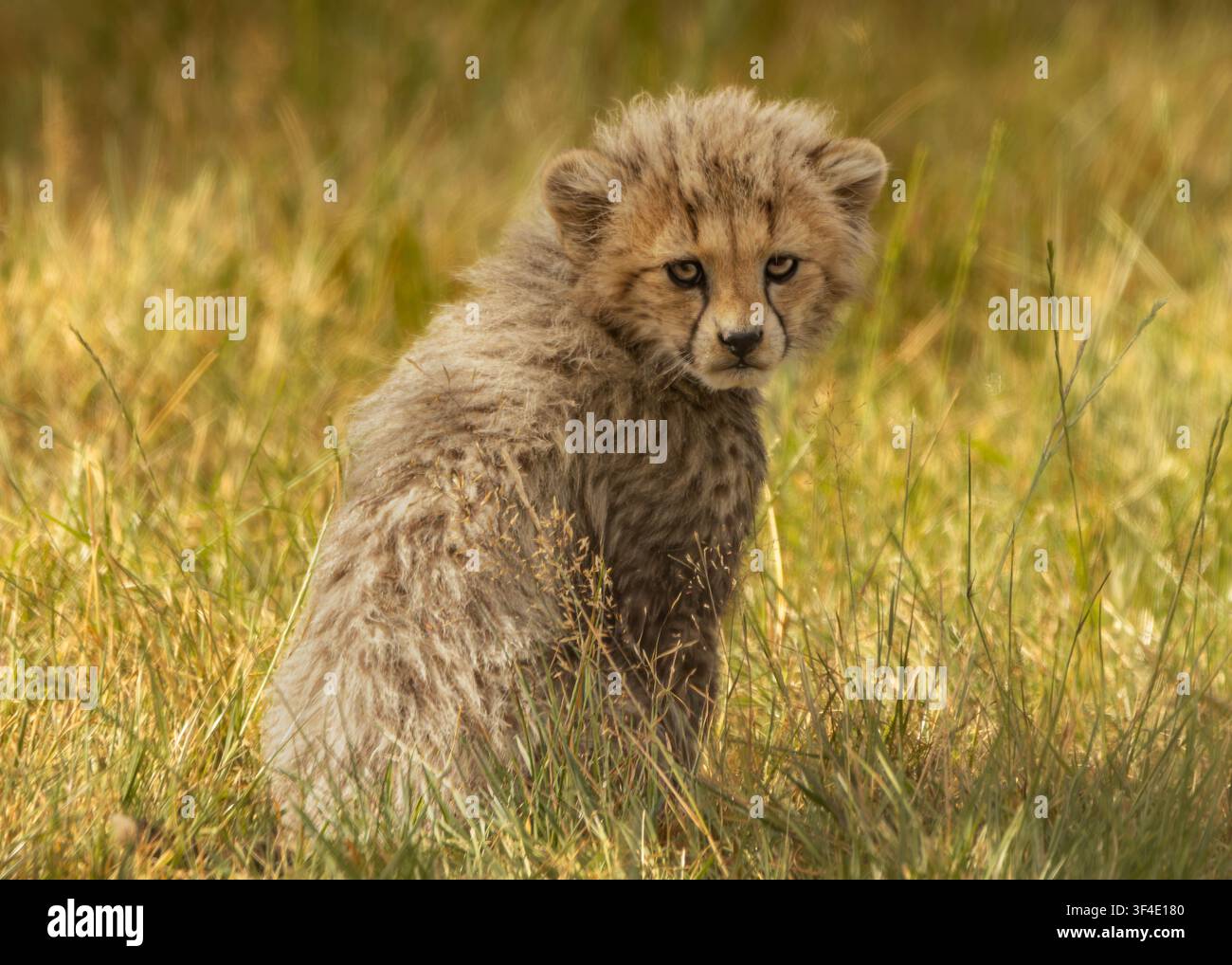 Giovane cucciolo di ghepardo seduto nell'erba alta Foto Stock