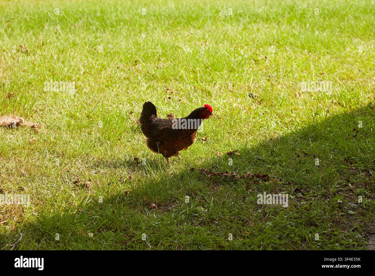 Galline nel cortile che cercano cibo nell'erba. Foto Stock