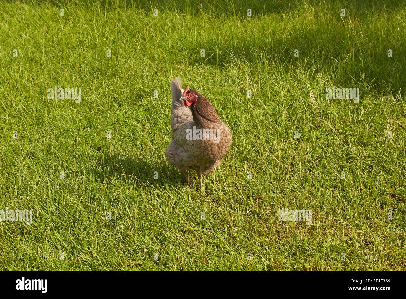 Galline nel cortile che cercano cibo nell'erba. Foto Stock