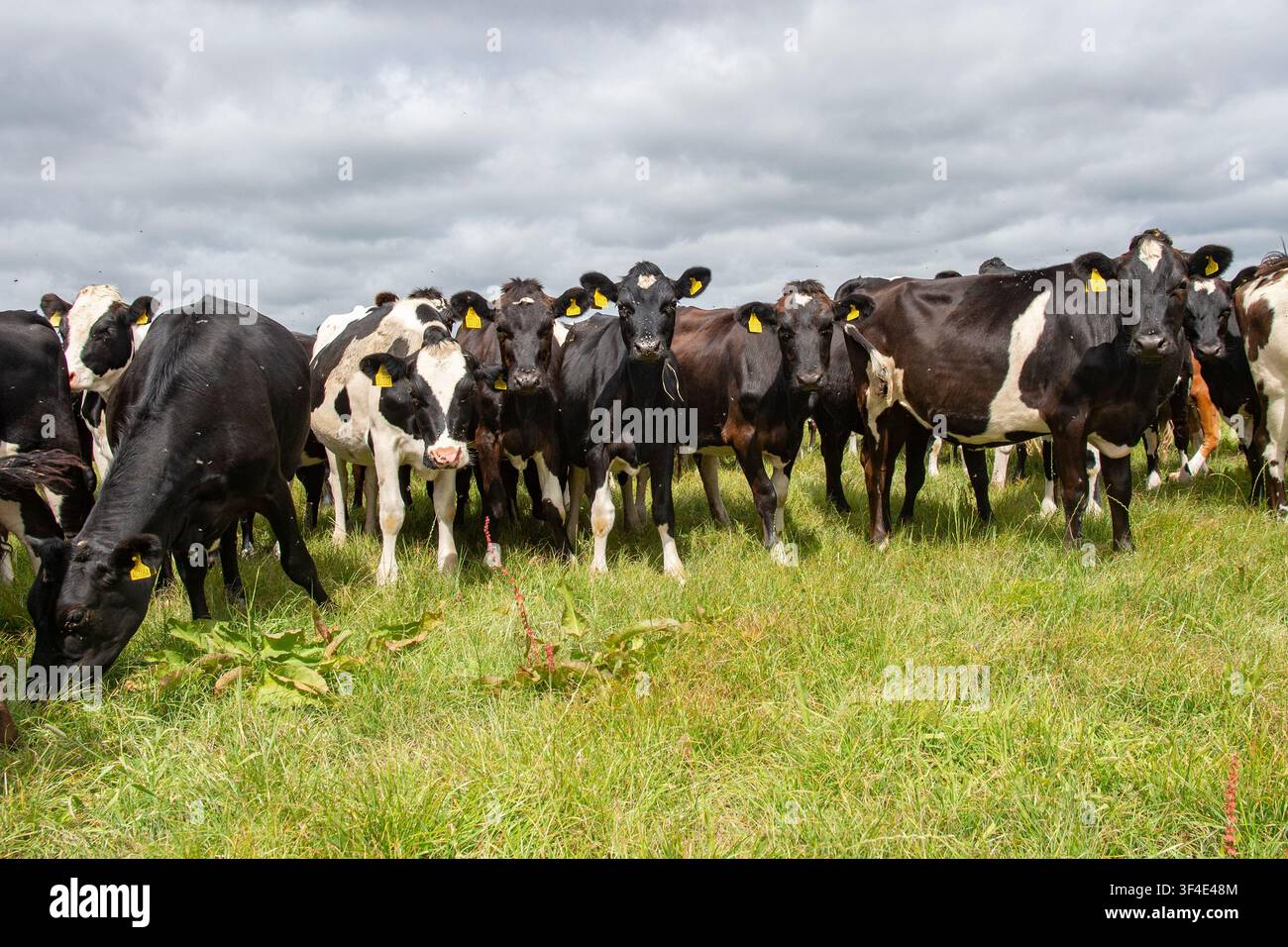 Mucche in un campo che si affollano intorno a un passeggiatore di cani Foto Stock