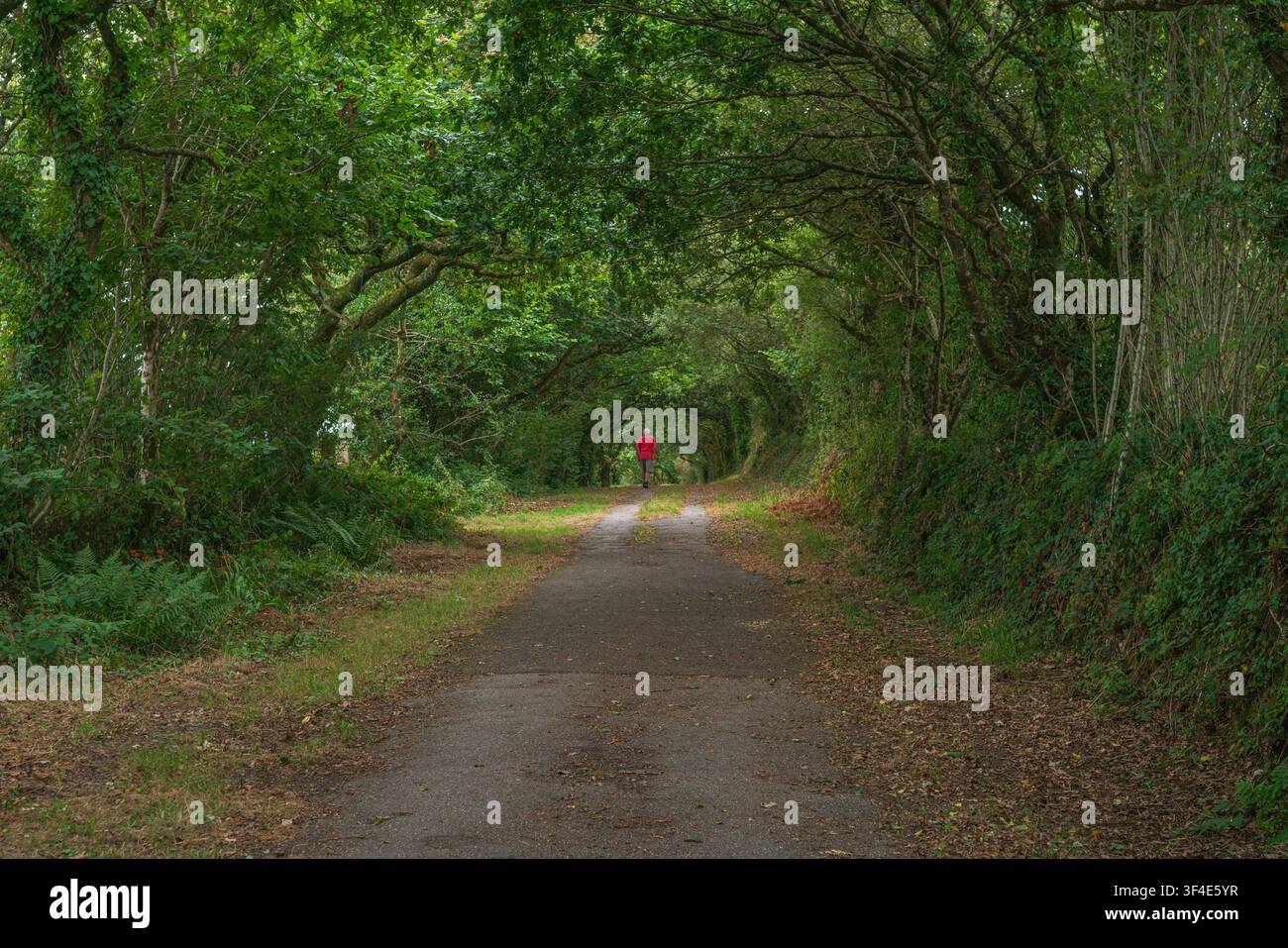 Un uomo con una giacca rossa si allontana dalla telecamera lungo una pista asfaltata fiancheggiata da alberi, circondata da una fitta vegetazione verde in una giornata estiva nuvolosa. Foto Stock