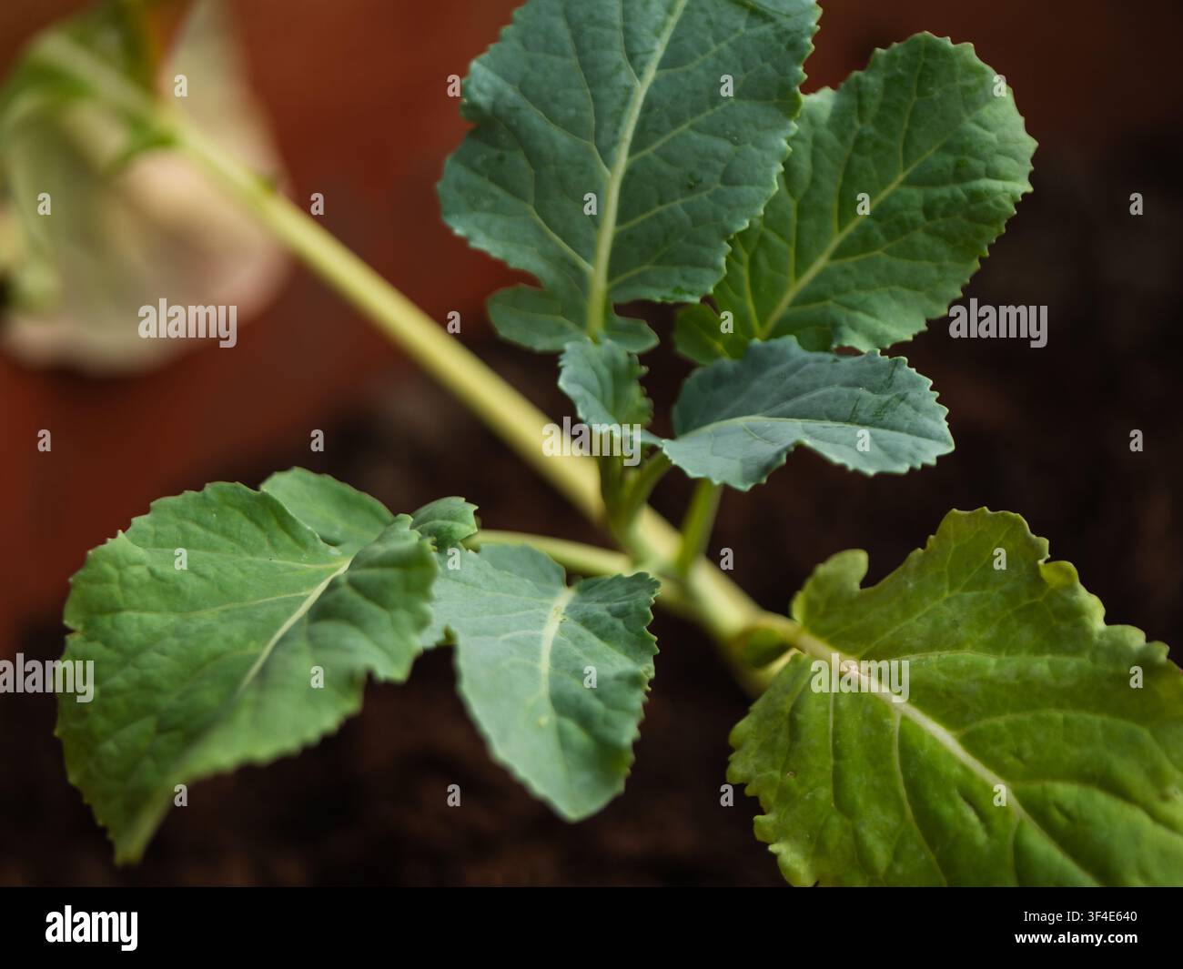 Giovane pianta di broccolo in vaso Foto Stock