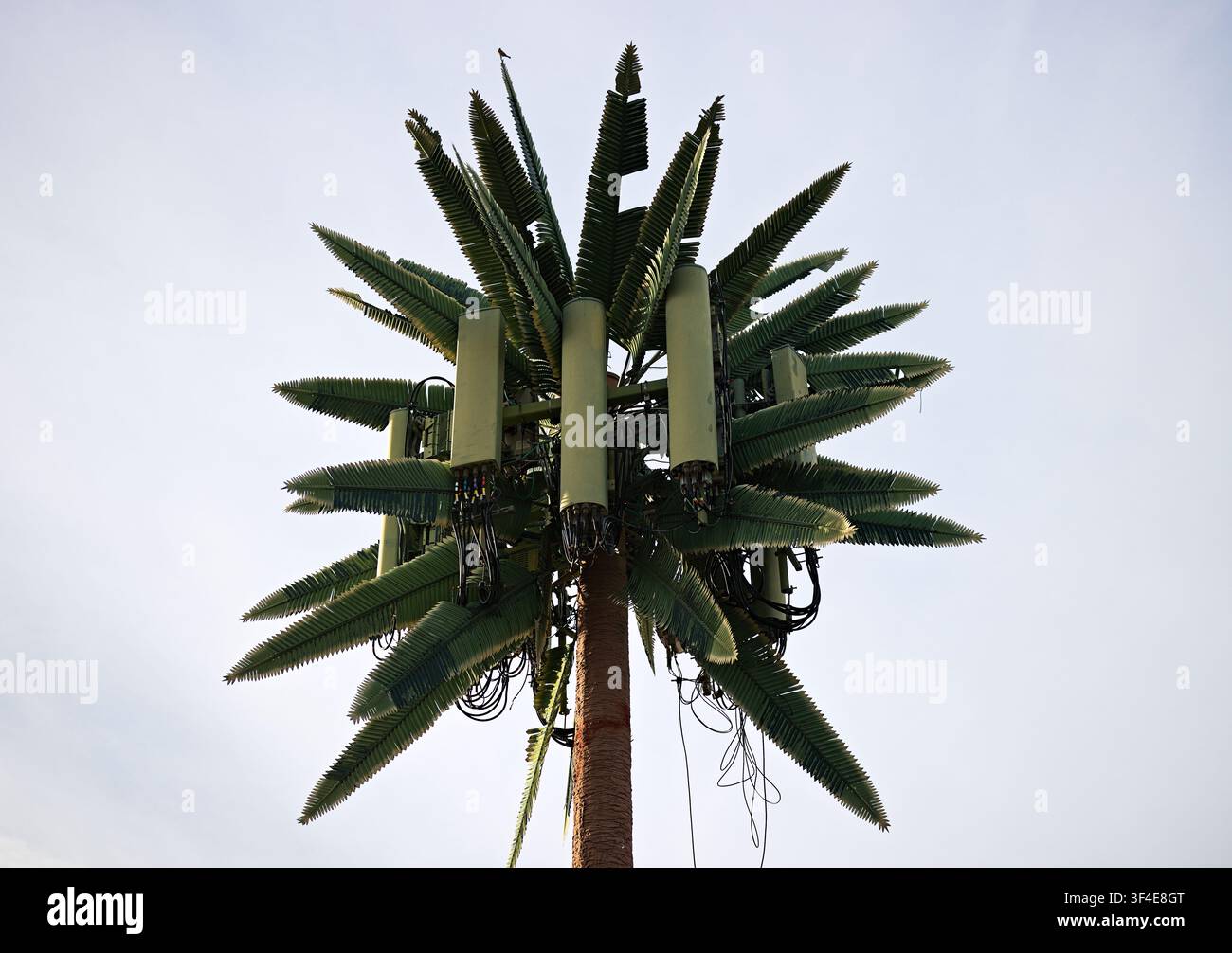 Palma sormontata da antenne di comunicazione moderne. Il cielo fornisce uno sfondo morbido e neutro. La struttura unisce natura e tecnologia. Ideale per temi Foto Stock