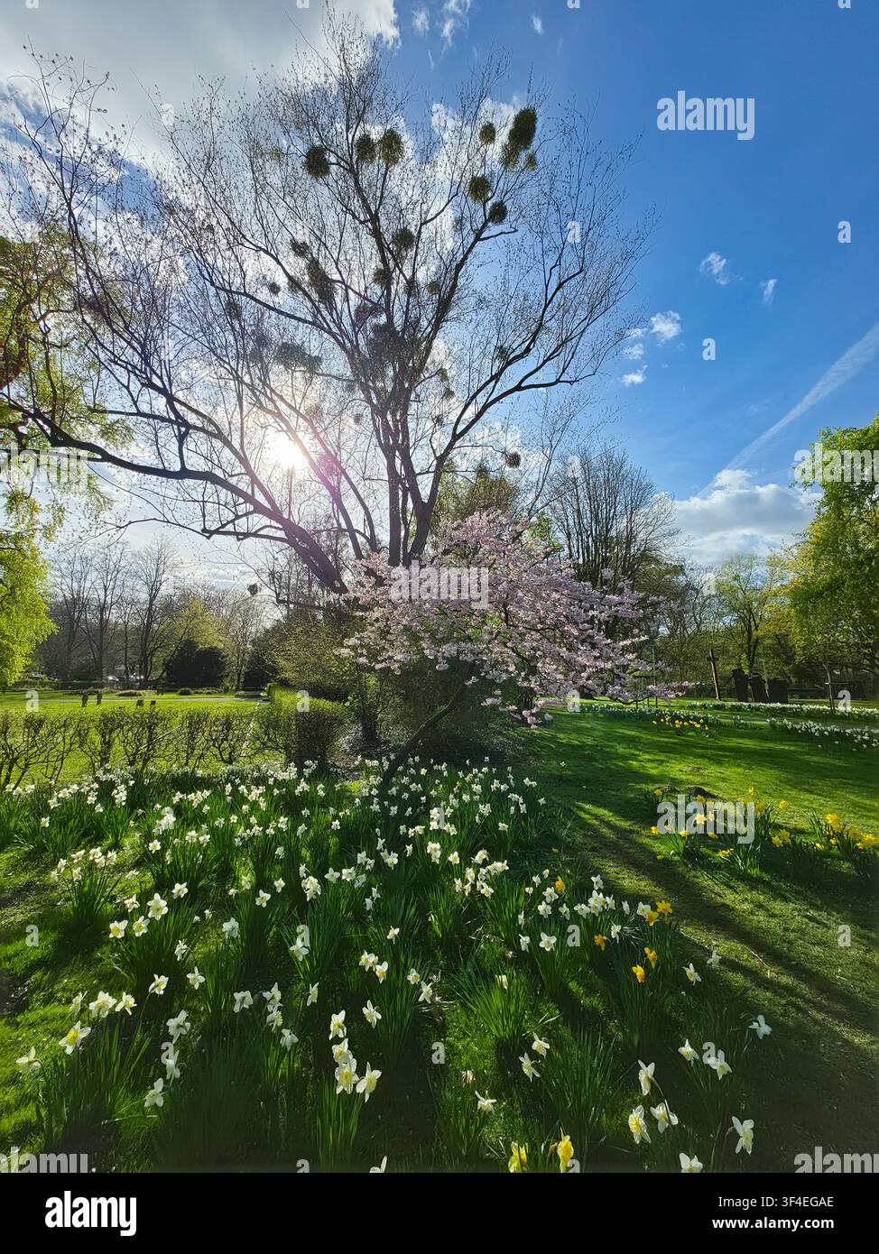Vista del parco Maschsee in primavera con narcisi bianchi e gialli in fiore, un ciliegio in fiore e un grande albero con vischio sotto un blu luminoso Foto Stock
