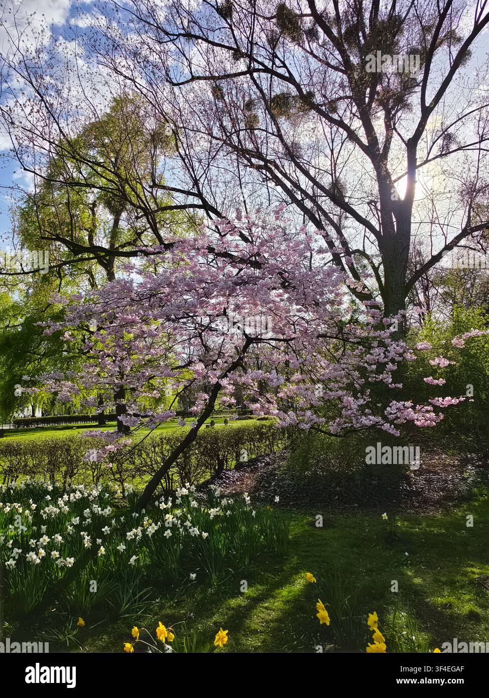 Vista di un albero di ciliegio in piena fioritura con fiori rosa vivaci e narcisi gialli in primo piano nel parco Maschsee di Hannover, Bassa Sassonia Foto Stock