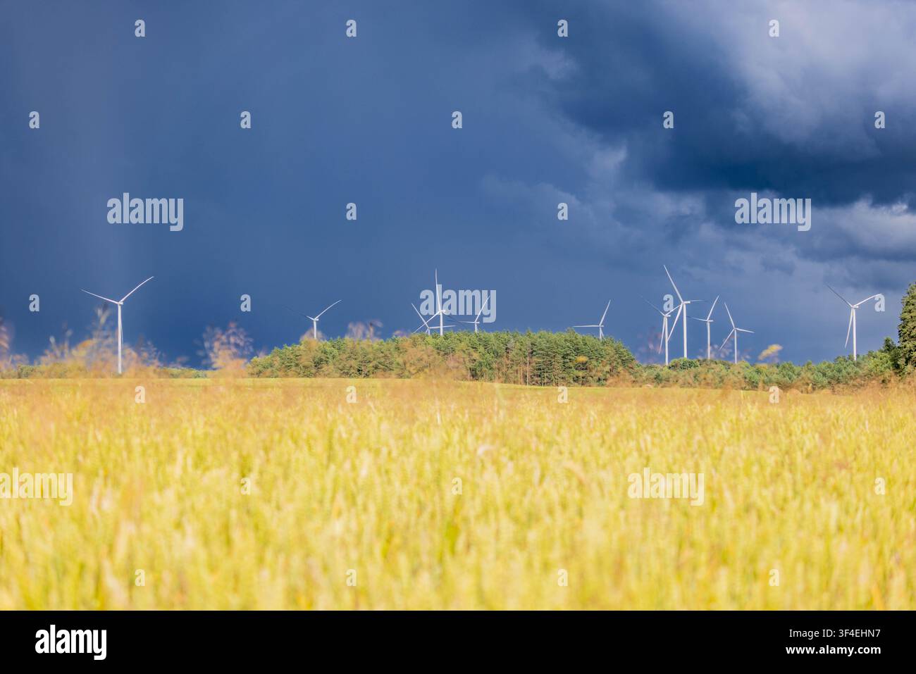 Turbine eoliche nel distretto di Rokiškis, Lituania, che generano energia rinnovabile sotto drammatiche nuvole di tempesta sopra terreni agricoli dorati e un paesaggio boschivo. Foto Stock