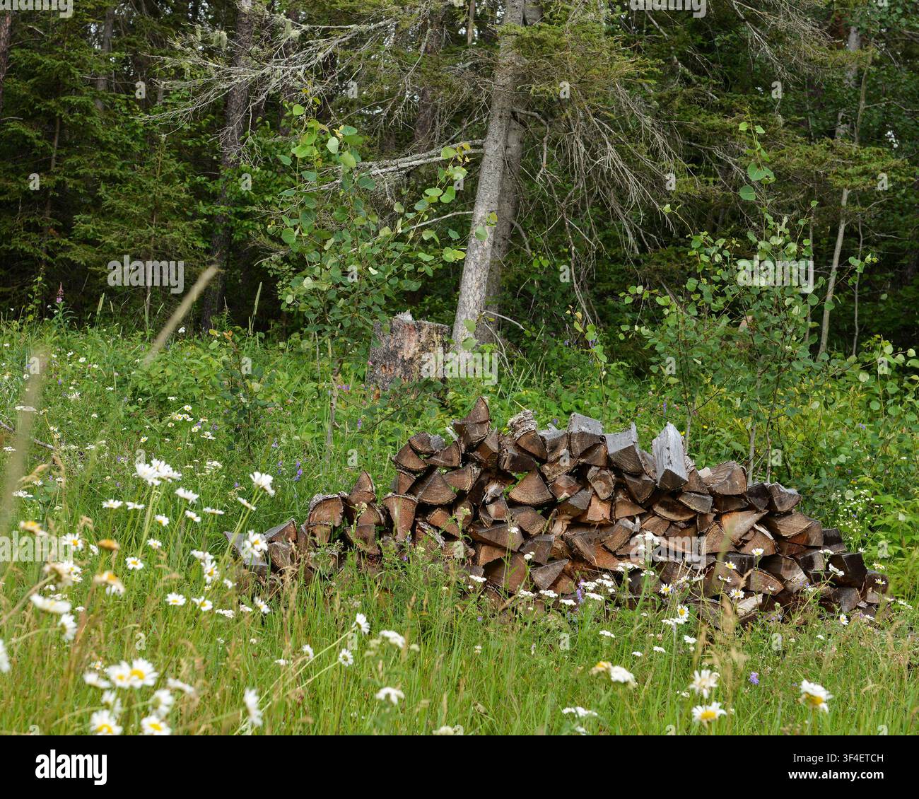 Pila di legna spezzata rustica in un prato. Ontario, Canada Foto Stock