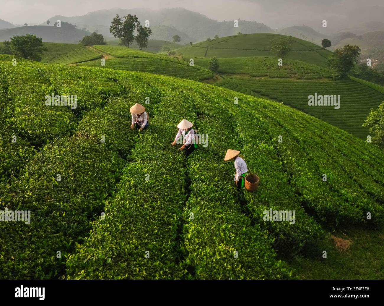 Vista aerea della collina del tè Long Coc con lavoratori che indossano cappelli a cono e raccolgono foglie di tè tra lussureggianti piantagioni di tè a terrazze nei monti nebbiosi Foto Stock