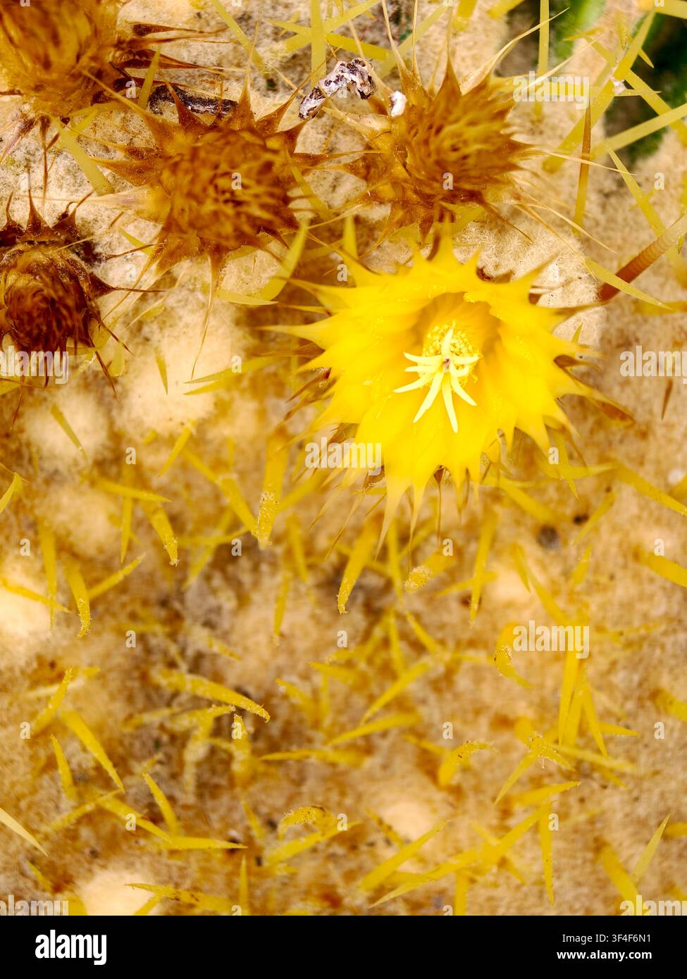 Cacto che mostra una prominente fioritura gialla circondata da un intricato motivo di spine gialle dorate e fibre vegetali bianche e soffici, evidenziazione Foto Stock
