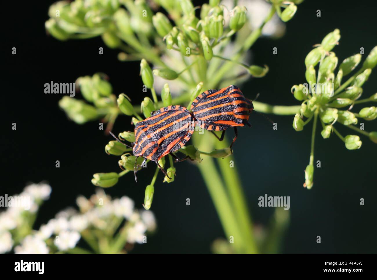 Graphosoma lineatum in riposo su una pianta selvatica Foto Stock