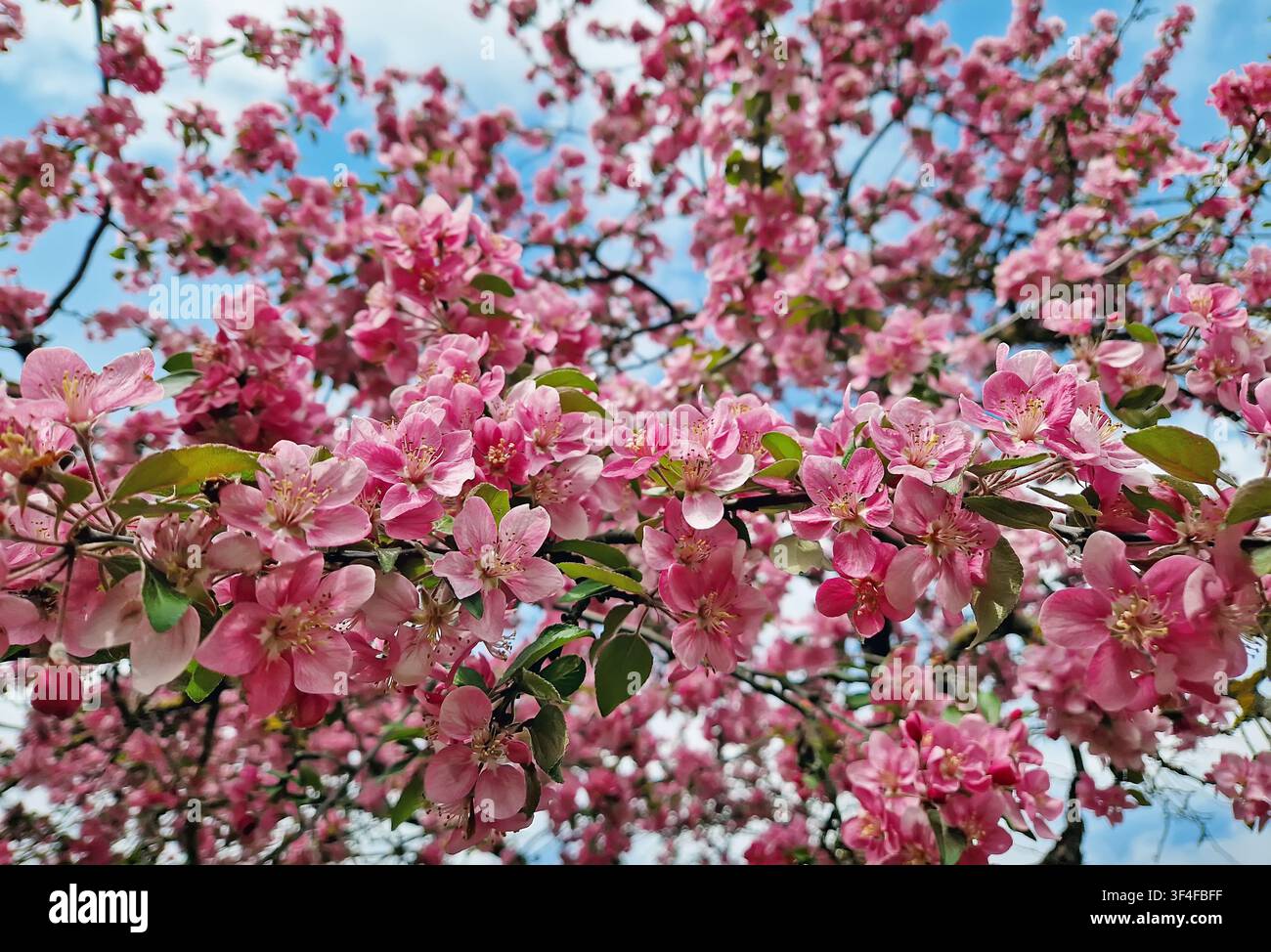Albero di melo rosa vibrante in piena fioritura primaverile. Grappoli di fiori di un rosa profondo coprono i rami, ondeggiando dolcemente contro un cielo azzurro limpido. Foto Stock