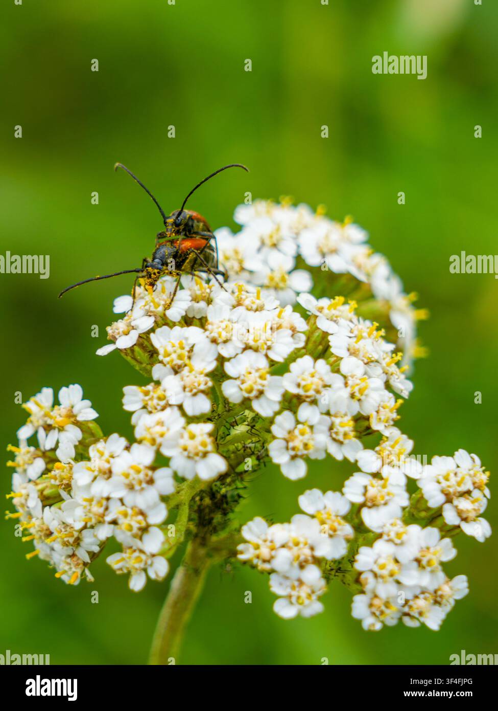 Macro primo piano di due coleotteri longicorni rossi che si accoppiano su un fiore di achillea bianca in fiore in un prato estivo con un morbido bokeh verde Foto Stock