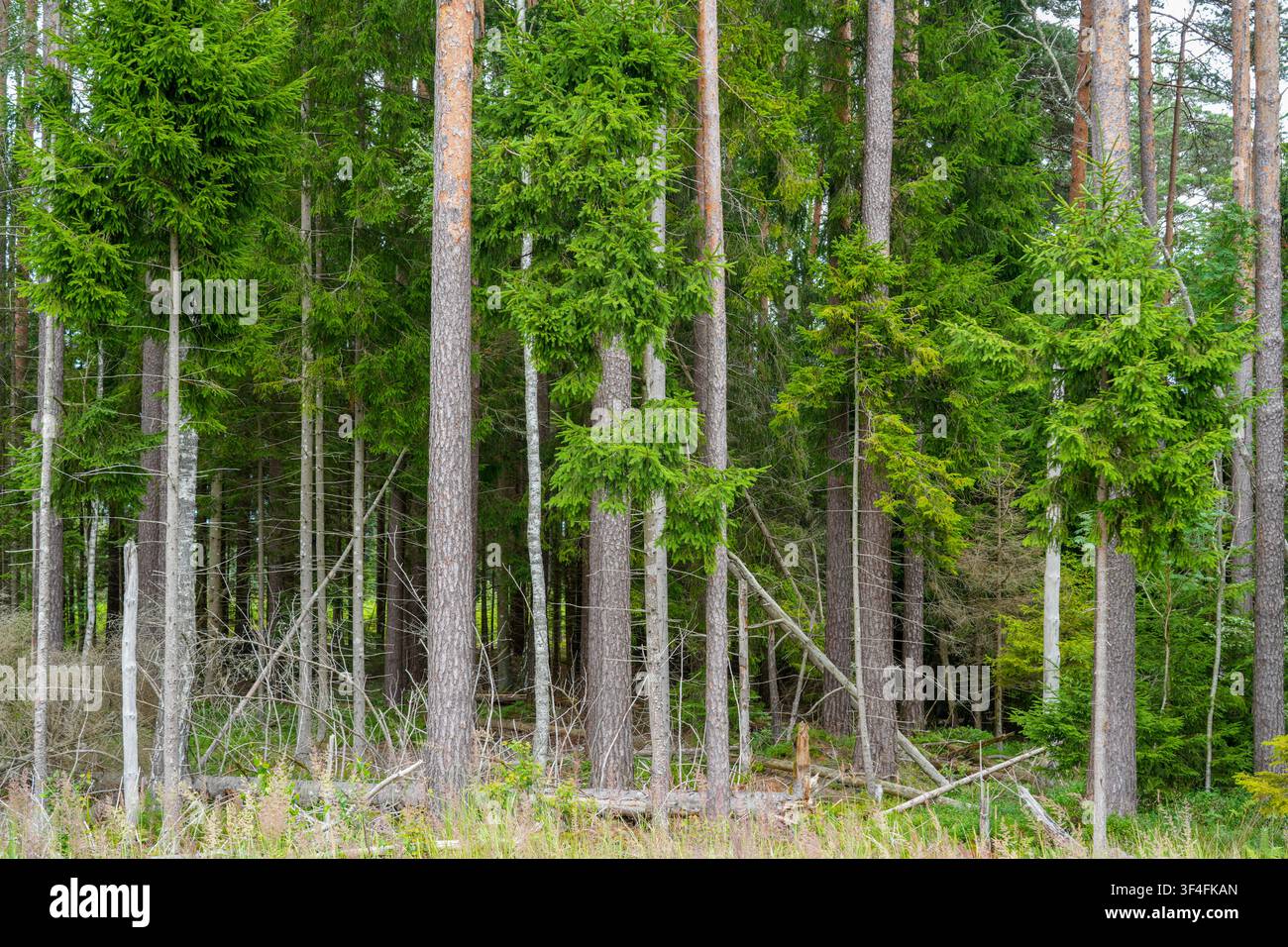 Densa foresta mista di conifere con pini e abeti nella vista del paesaggio boschivo naturale estivo della Lettonia Foto Stock