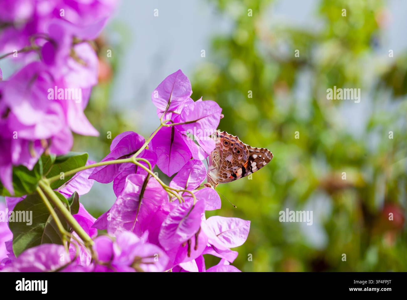 Primo piano di una farfalla appollaiata su fiori di bougainvillea viola vibranti con sfondo sfocato verde, che mostra natura, insetti e flora colorata Foto Stock