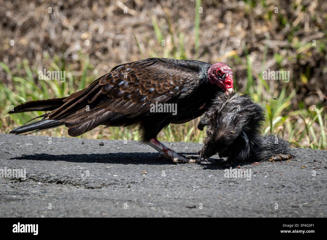 Un avvoltoio reale che setaccia un carcassa stradale, Costa Rica Foto Stock