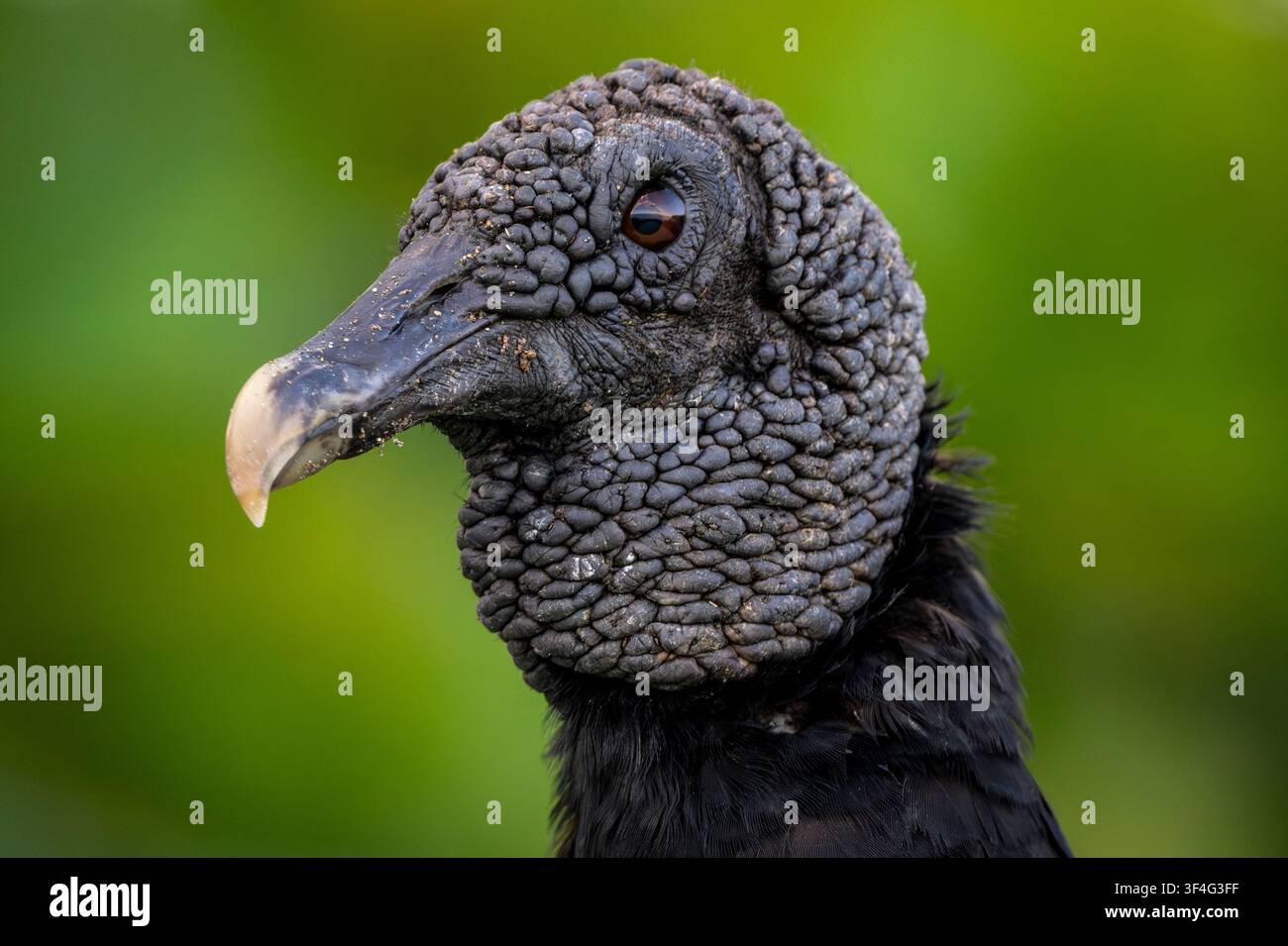 Ritratto di avvoltoio americano, Puntarenas, Costa Rica Foto Stock
