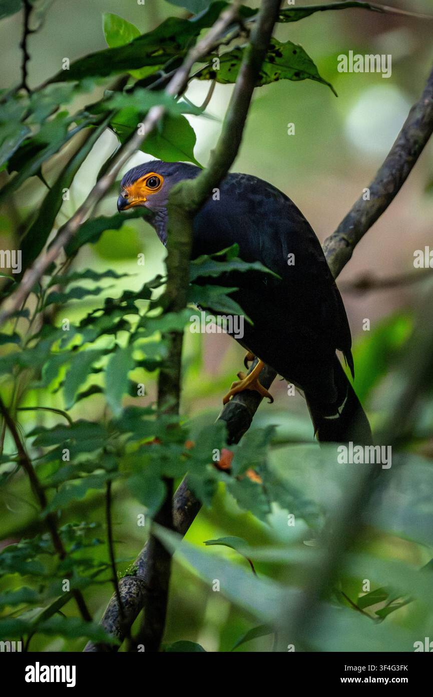 Falco della foresta striato, Riserva Curi Cancha, Monteverde, Costa Rica Foto Stock