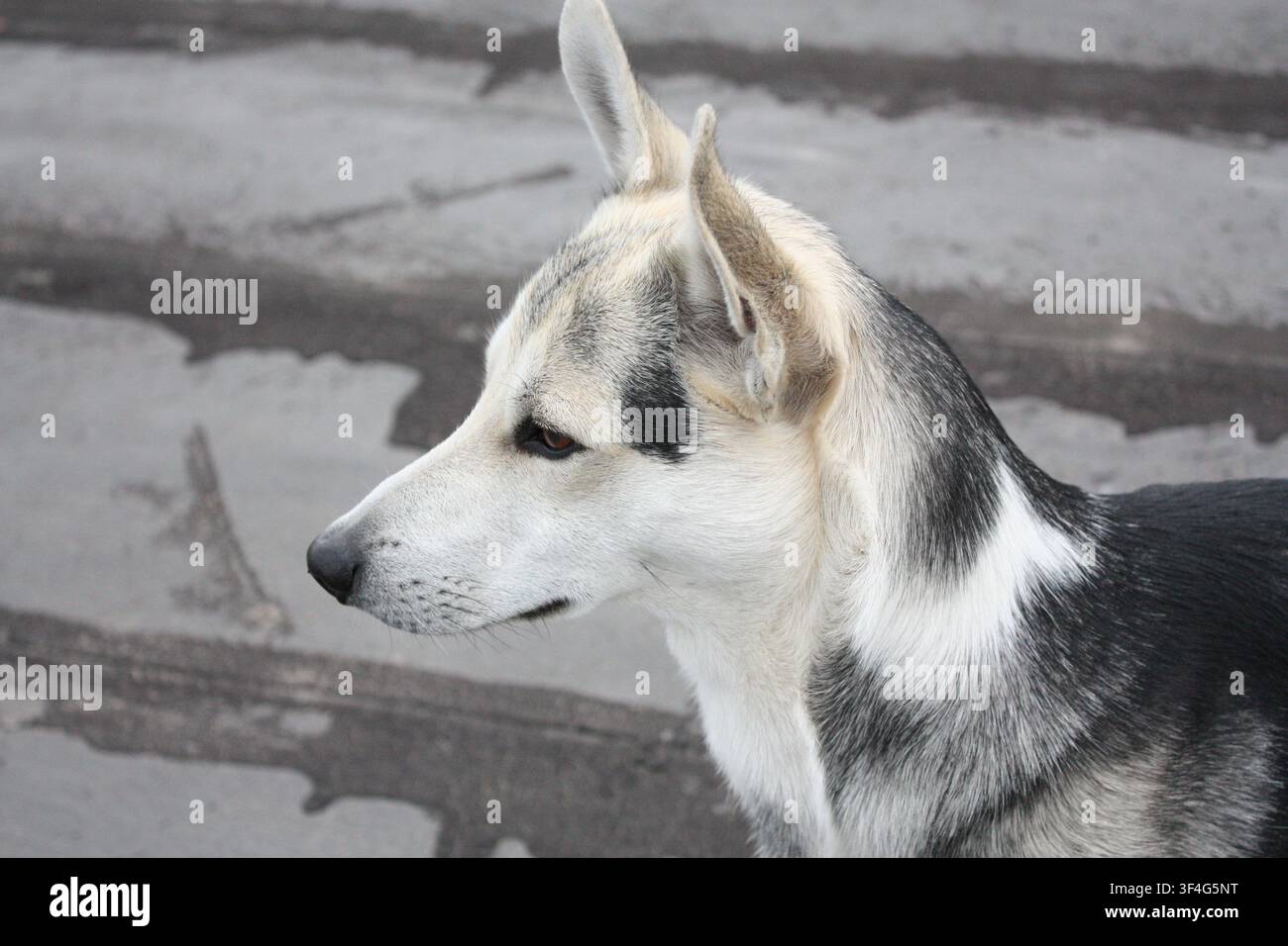 Prima vista laterale di un simpatico cane di razza mista con orecchie appuntite in piedi all'aperto su uno sfondo di cemento. Concetto di animali domestici e animali da compagnia. Foto Stock
