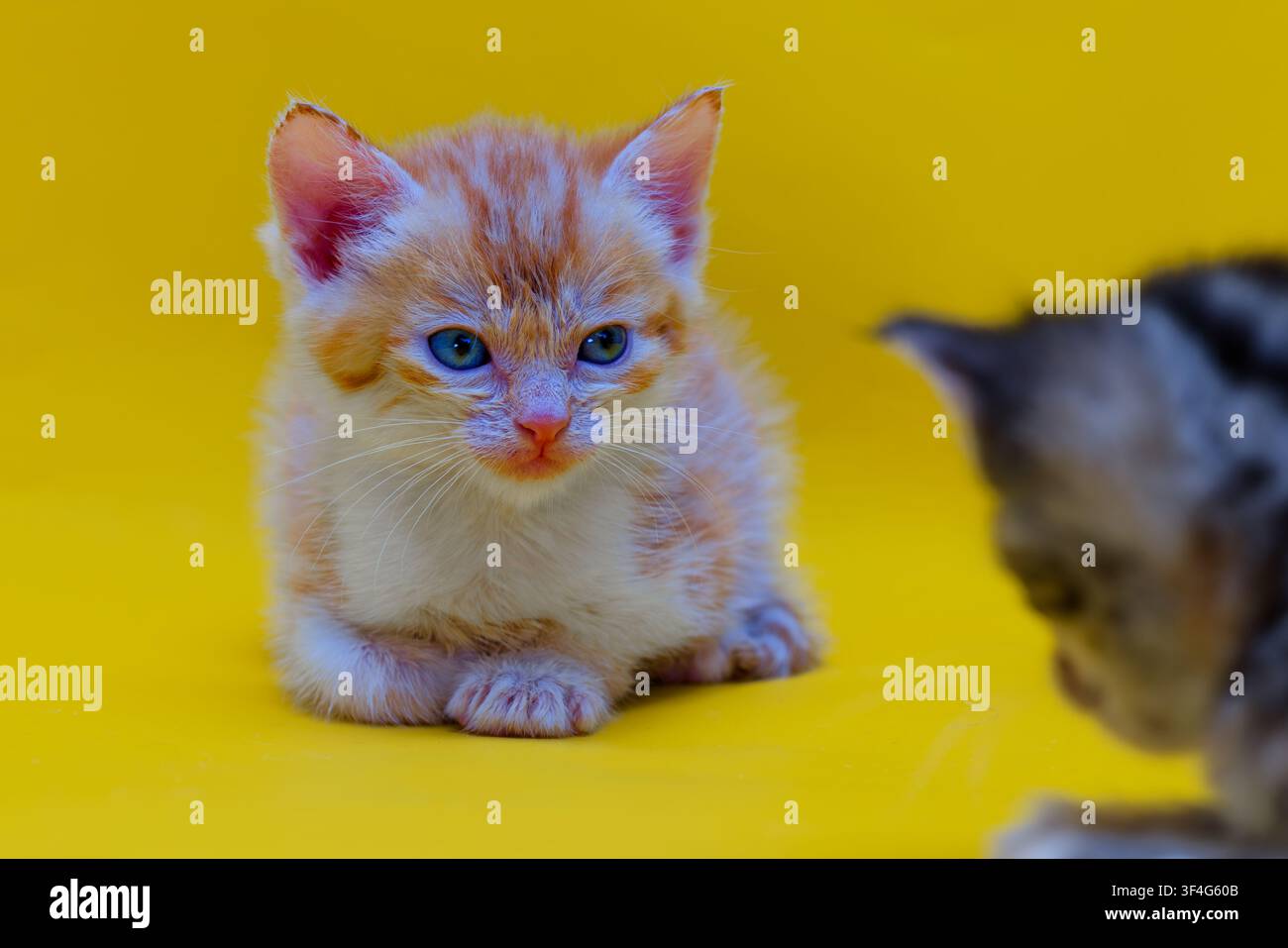 Adorabile gattino tigrato zenzero con occhi blu prominenti e pelo bianco sul petto sdraiato su uno sfondo giallo Foto Stock