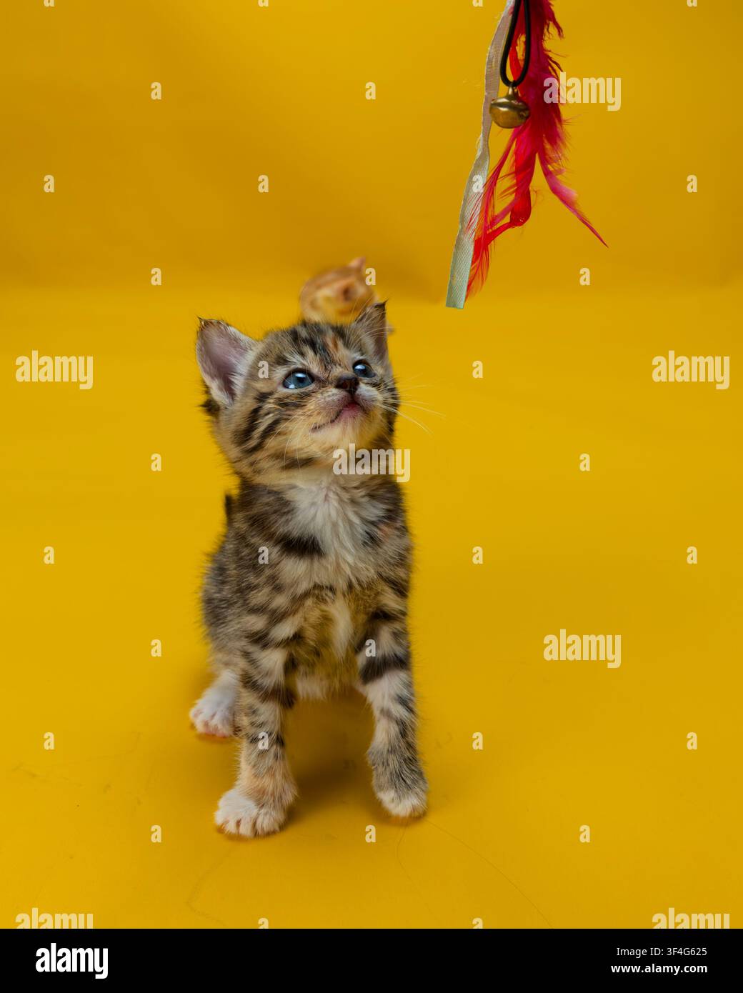 Piccolo gattino tigrato con strisce marroni e nere che guarda verso l’alto un giocattolo di piume su uno sfondo giallo solido. Foto Stock