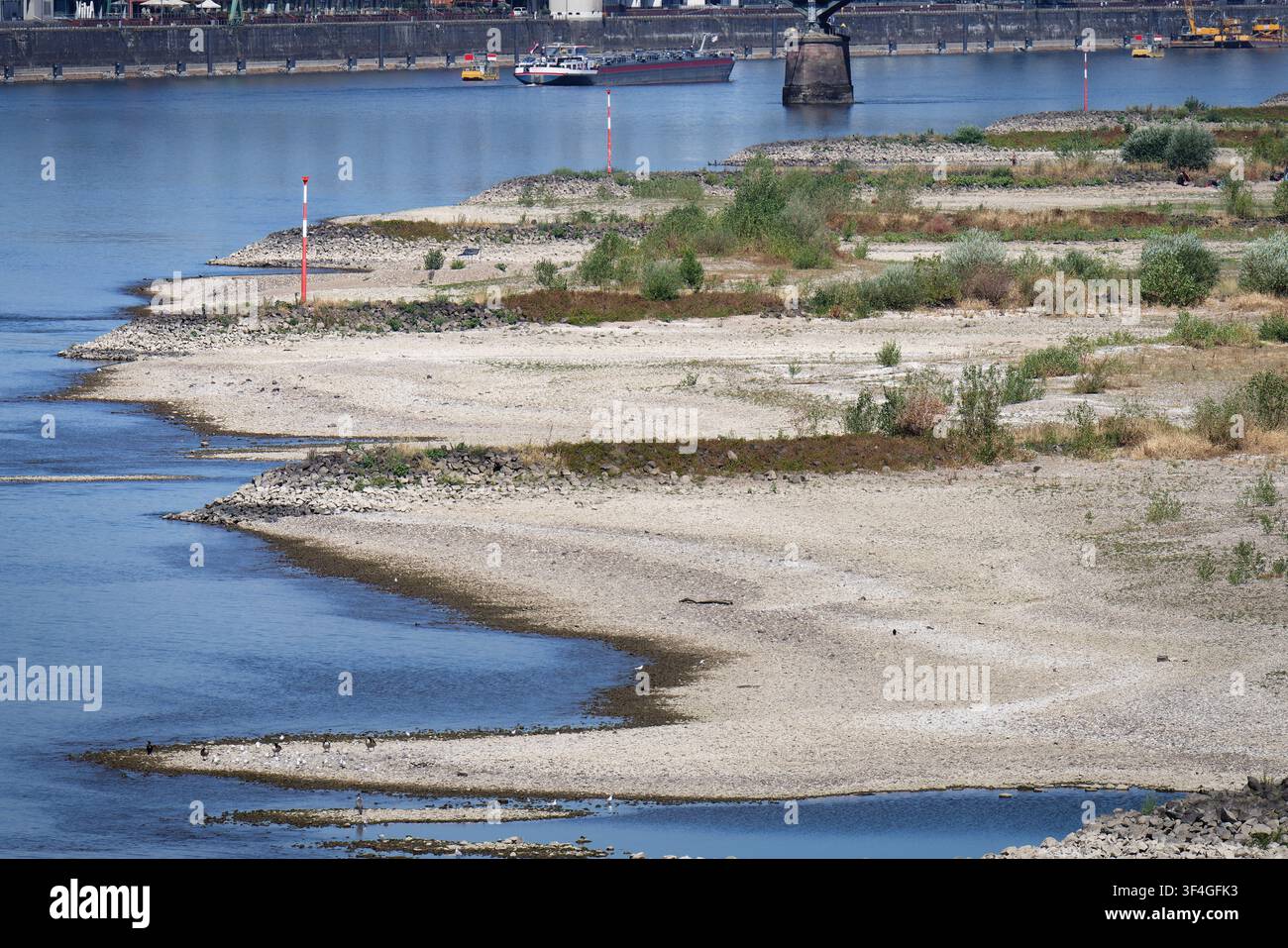 Vista dettagliata del Reno a Colonia alla fine di luglio 2026: rive di ghiaia sorprendenti e segnalatori fluviali durante un livello dell'acqua estremamente basso di soli 74 cm. Foto Stock