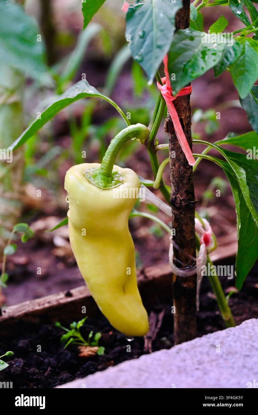 Una fotografia in primo piano di un pepe banana fresco verde chiaro (giallastro) o di una peperoncinina che cresce su uno stelo di pianta in un letto da giardino. Piccole gocce d'acqua sono visibili sulla pelle liscia dopo la pioggia o l'annaffiatura. Il cespuglio di pepe è sostenuto da un bastoncino di legno legato con uno spago. Immagine perfetta per giardinaggio domestico, agricoltura biologica, agricoltura, prodotti freschi, orticoltura e concetti di alimentazione sana. Foto Stock