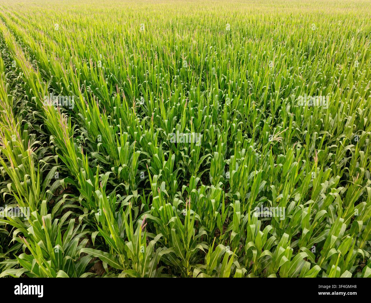 Un vivace campo di mais mostra file dense di piante sane Foto Stock