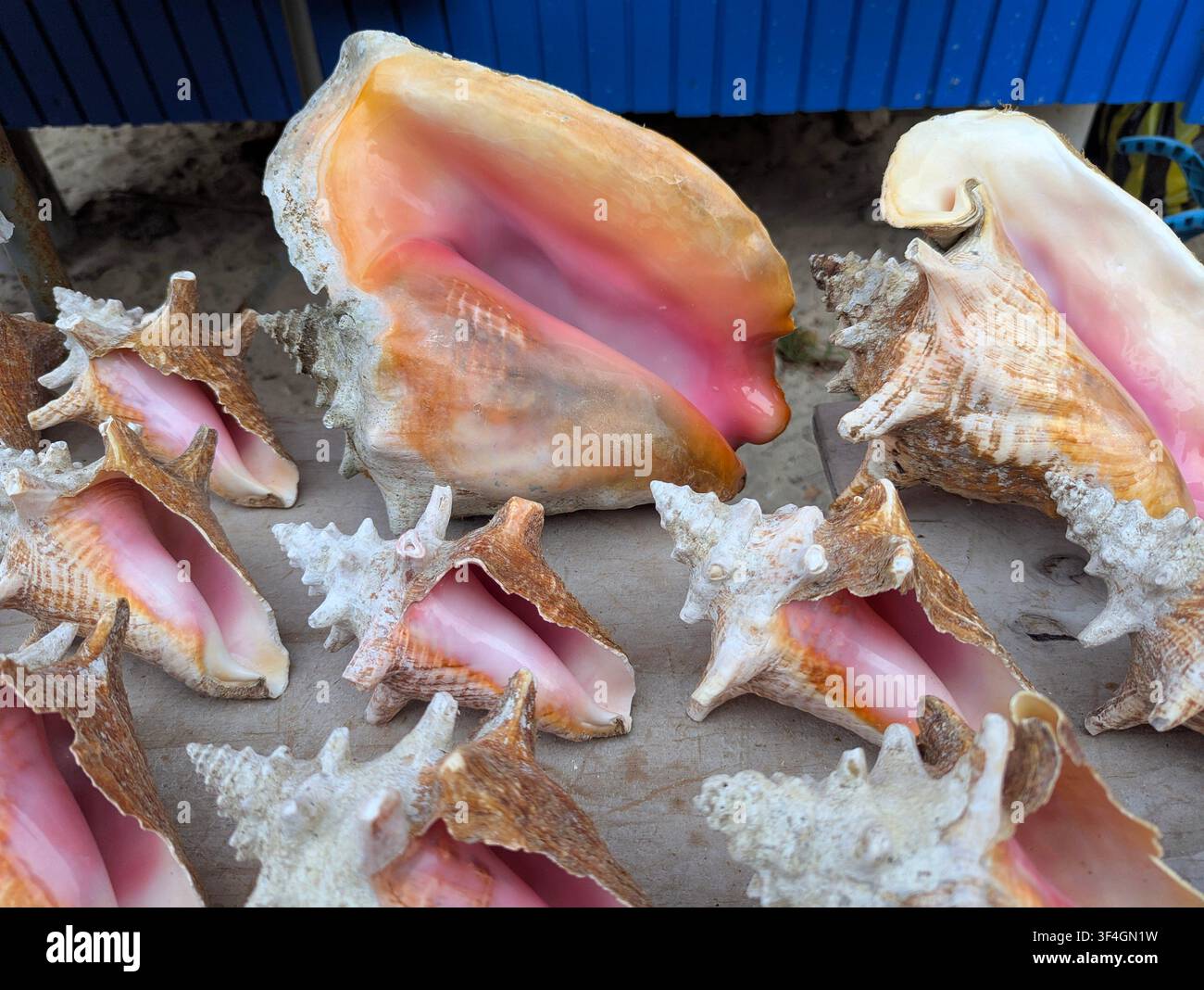 Queste conchiglie sono conchiglie regine, un tipo di grande lumaca di mare spesso trovata nei Caraibi. Foto Stock