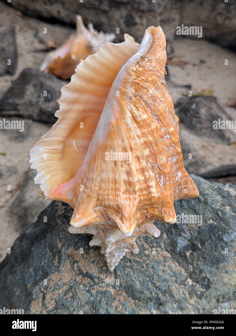 Queste conchiglie sono conchiglie regine, un tipo di grande lumaca di mare spesso trovata nei Caraibi. Foto Stock