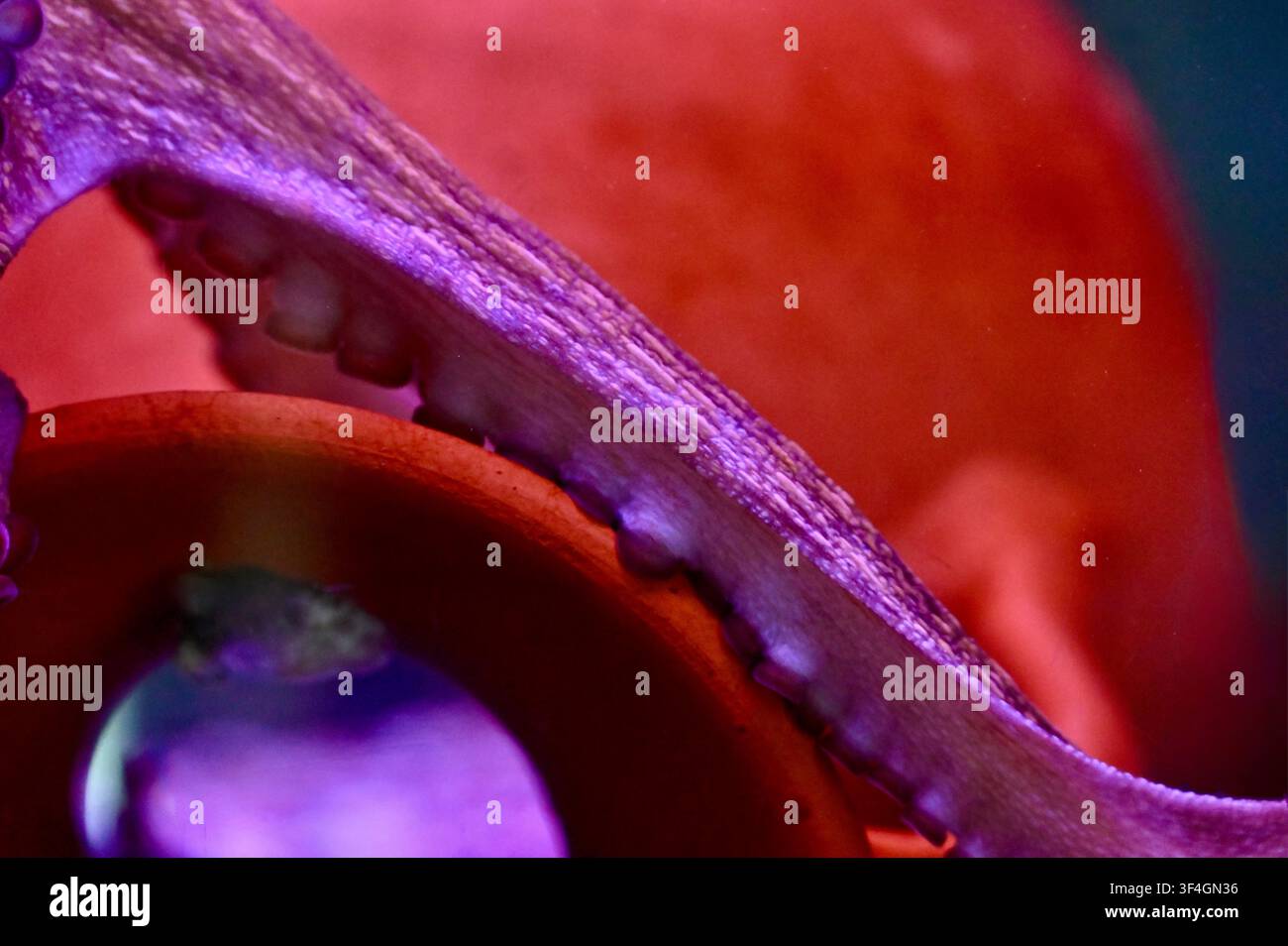 Fotografia macro dettagliata di tentacoli di polpo viola vivace con ventose distinte su uno sfondo blu scuro profondo sott'acqua. Ideale per temi di vita marina, fauna selvatica e biologia oceanica. Foto Stock