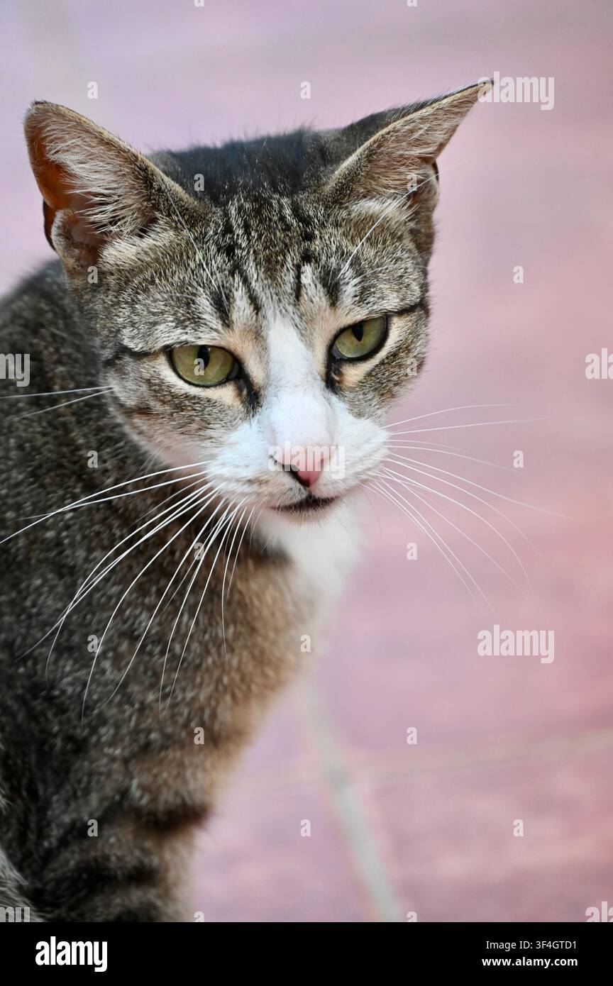 Un primo piano dettagliato di un grazioso gatto tigrato con muso bianco, baffi prominenti e occhi verde-giallo che guarda intensamente nell'inquadratura. Lo sfondo è sfumato in toni rosa-marrone attenuati, evidenziando i tratti espressivi e la texture dettagliata del pelo del felino. Foto Stock