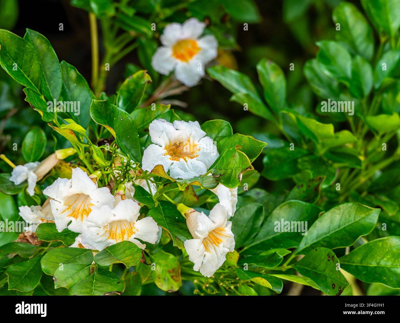 Questa pianta è un Albero di Giasmino Dorato Foto Stock