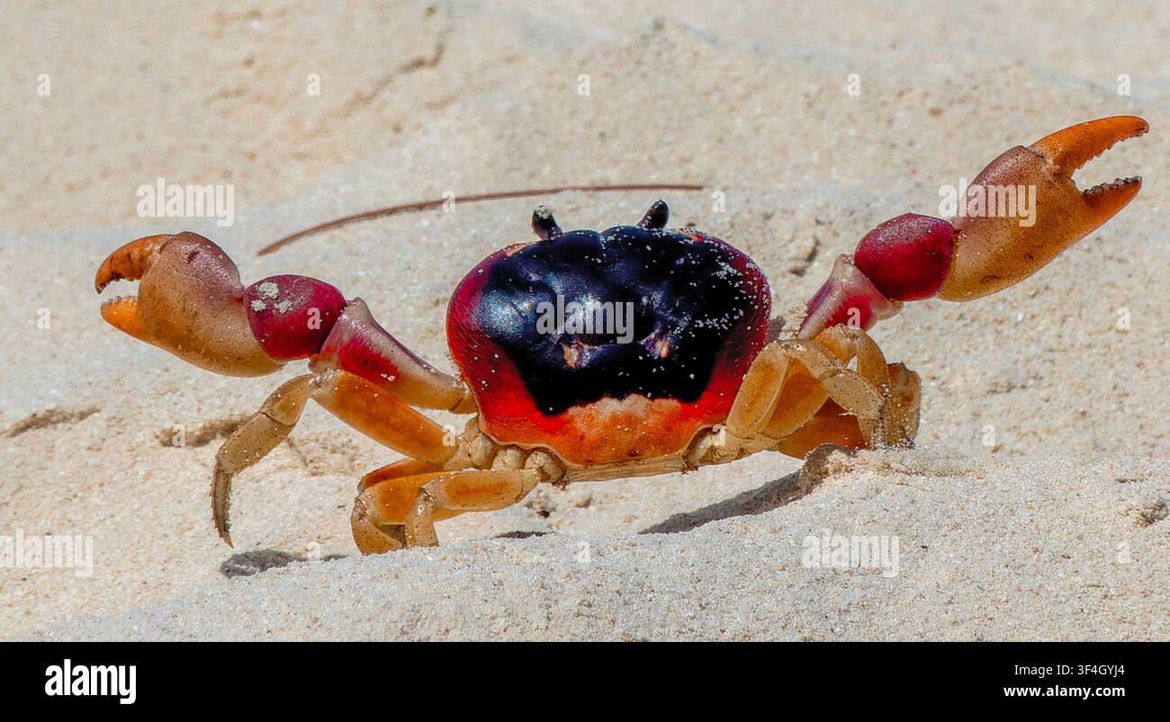 Questa creatura è un granchio di Halloween Foto Stock
