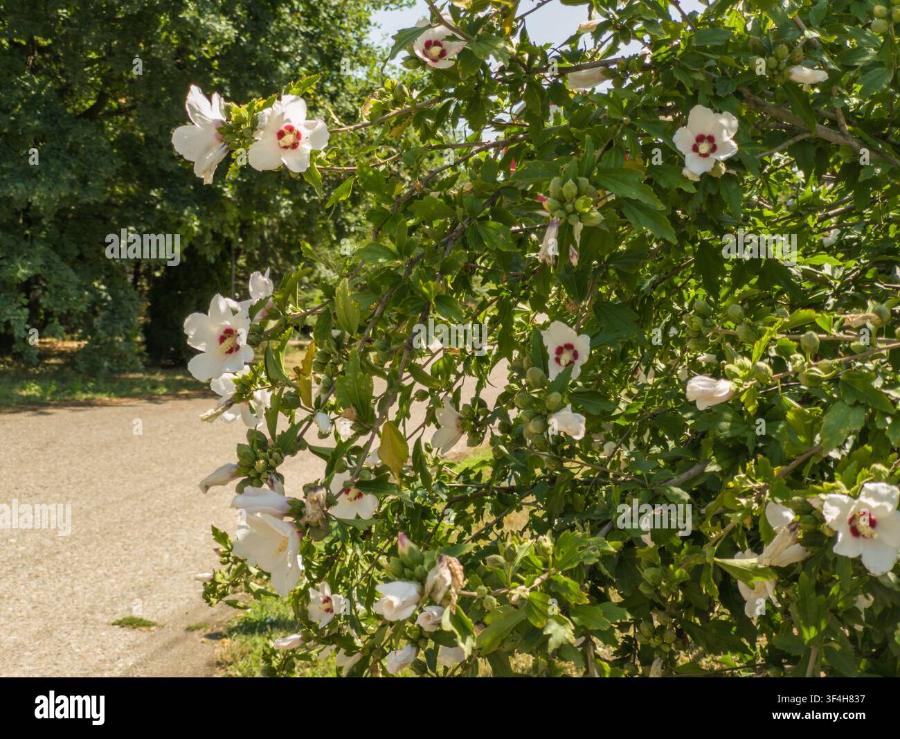 Busca rigogliosa di fiori bianchi di Hibiscus syriacus in fiore in un parco, bellissimo arbusto di rosa di Sharon multicolore con giovani boccioli lungo un sentiero soleggiato. Foto Stock