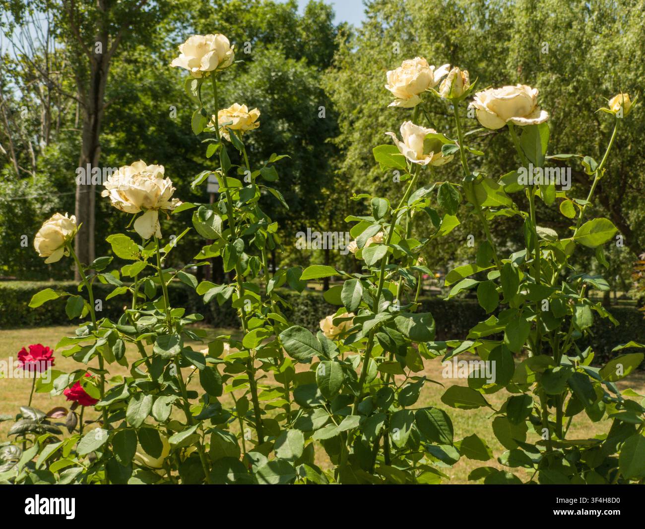 Buschetto rigoglioso di rose da giardino cremose e gialle in fiore in un parco, bellissimo arbusto ibrido Rosa multicolore con giovani boccioli in una giornata estiva soleggiata. Foto Stock