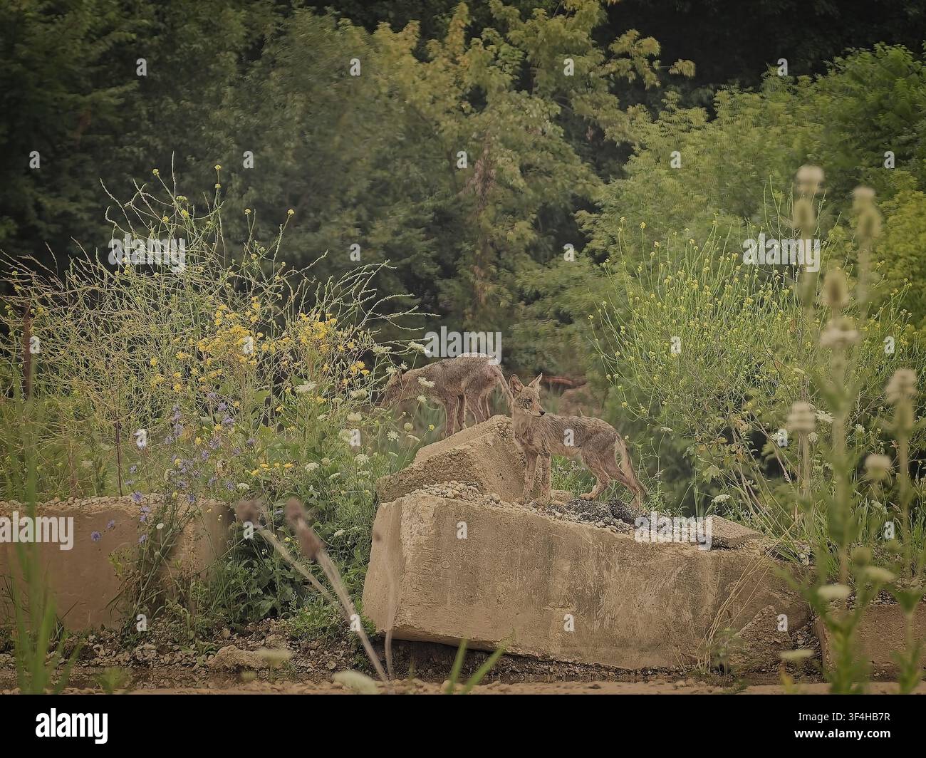 Due coyote selvatici in piedi all'aperto su blocchi di cemento in un habitat naturale di foresta verde circondato da fogliame e fiori selvatici Foto Stock