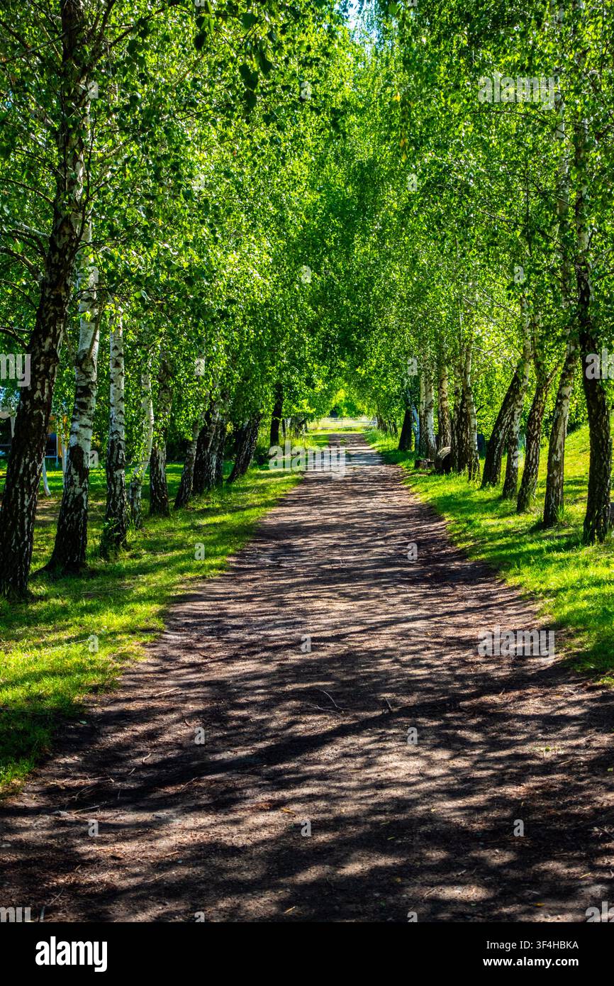 Sentiero sterrato illuminato dal sole che attraversa un viale di betulle frondose, formando un tunnel verde in un tranquillo paesaggio boschivo estivo Foto Stock