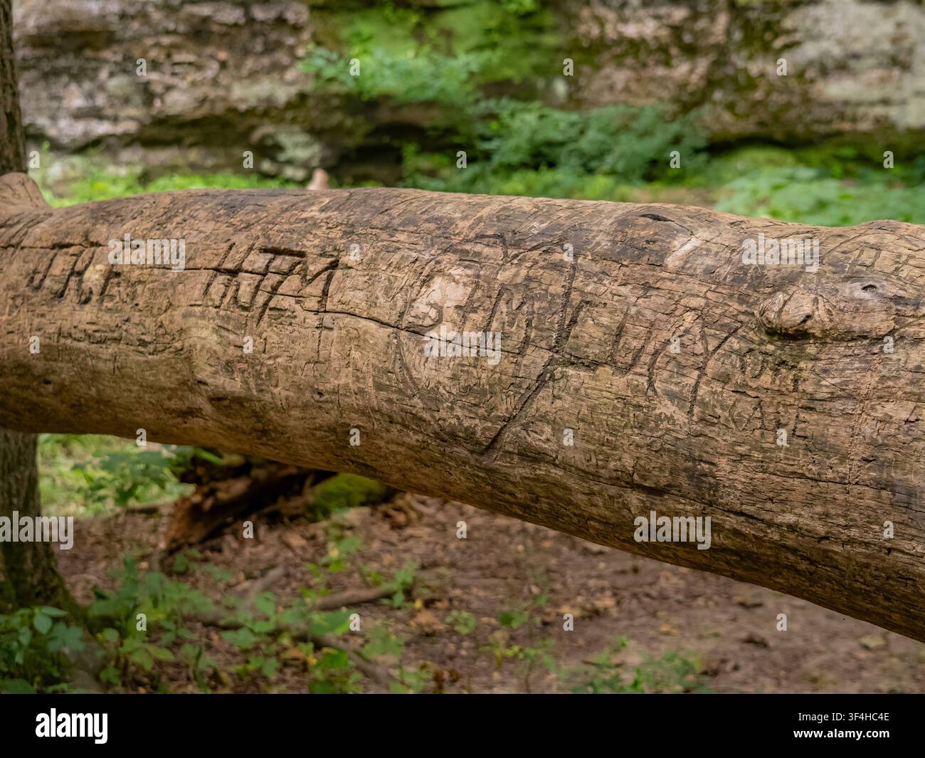 Primo piano del vandalismo: iniziali incise e nomi di graffiti nella corteccia di un tronco caduto in una foresta pubblica Foto Stock