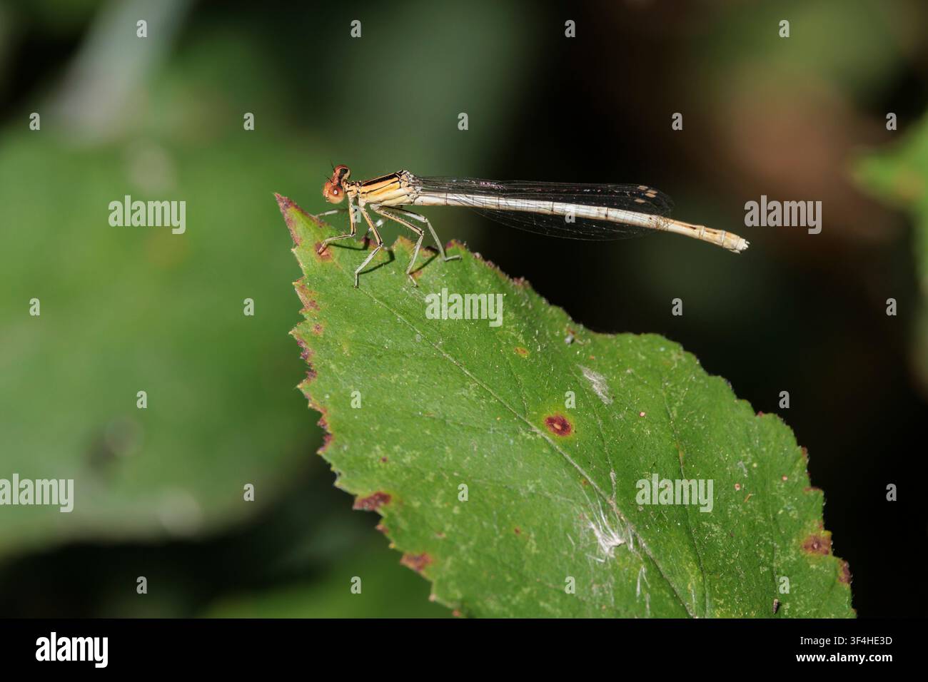 Una libellula appollaiata sul bordo di una foglia verde vicino al fiume Serpis, Beniarrés, Spagna Foto Stock