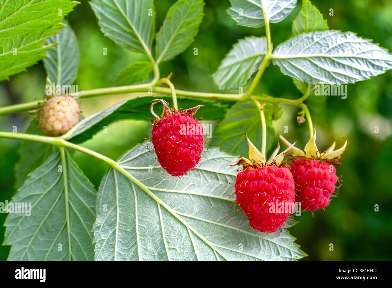 Lamponi rossi maturi che crescono su un cespuglio verde. Raccolta di frutta biologica fresca in un giardino. Concetto di cibo sano e natura estiva. Foto Stock
