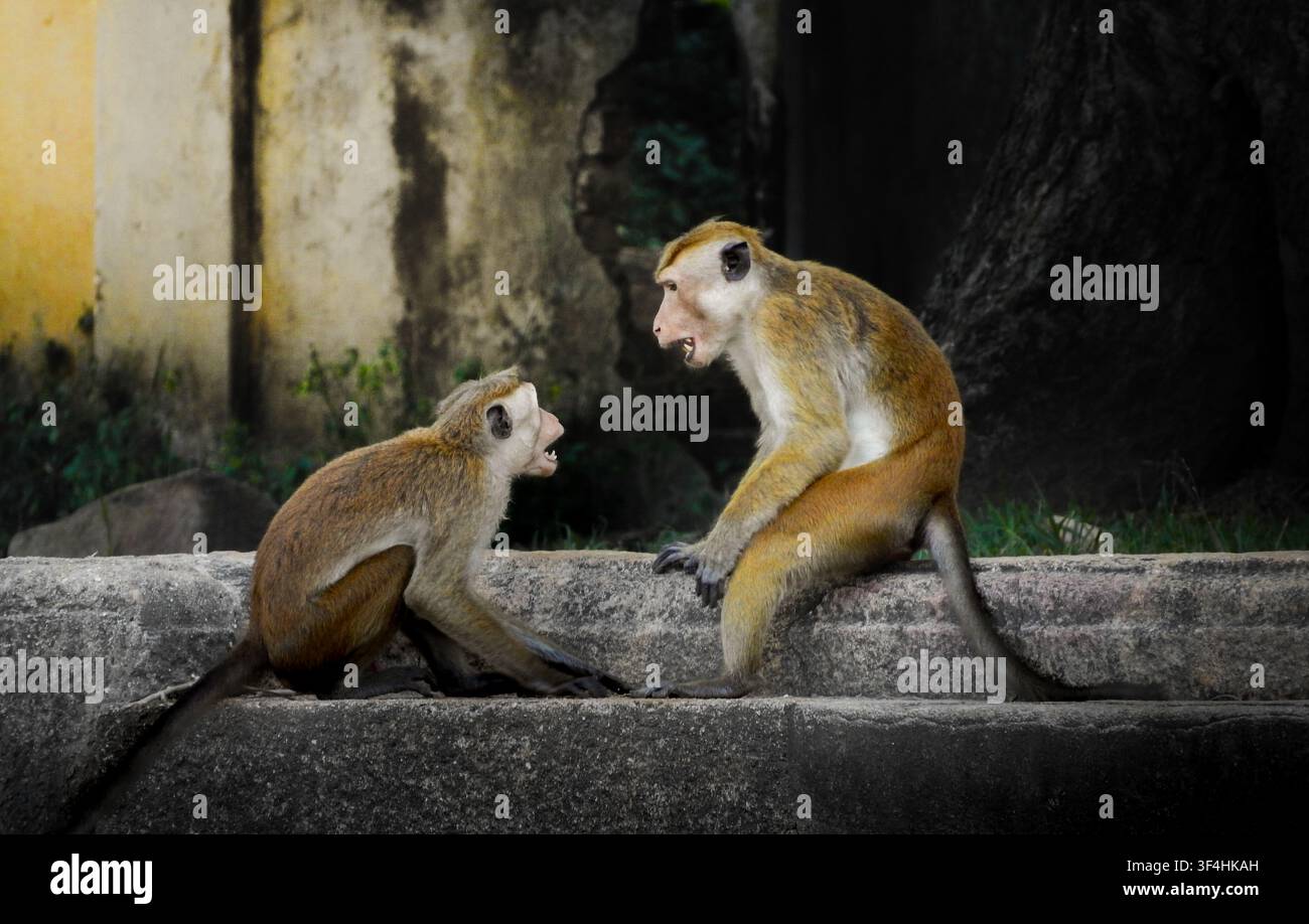 Due scimmie macachi Toque selvatiche (Macaca sinica) che interagiscono strettamente su una struttura a muro di pietra, mostrando gesti facciali espressivi di comunicazione. Foto Stock