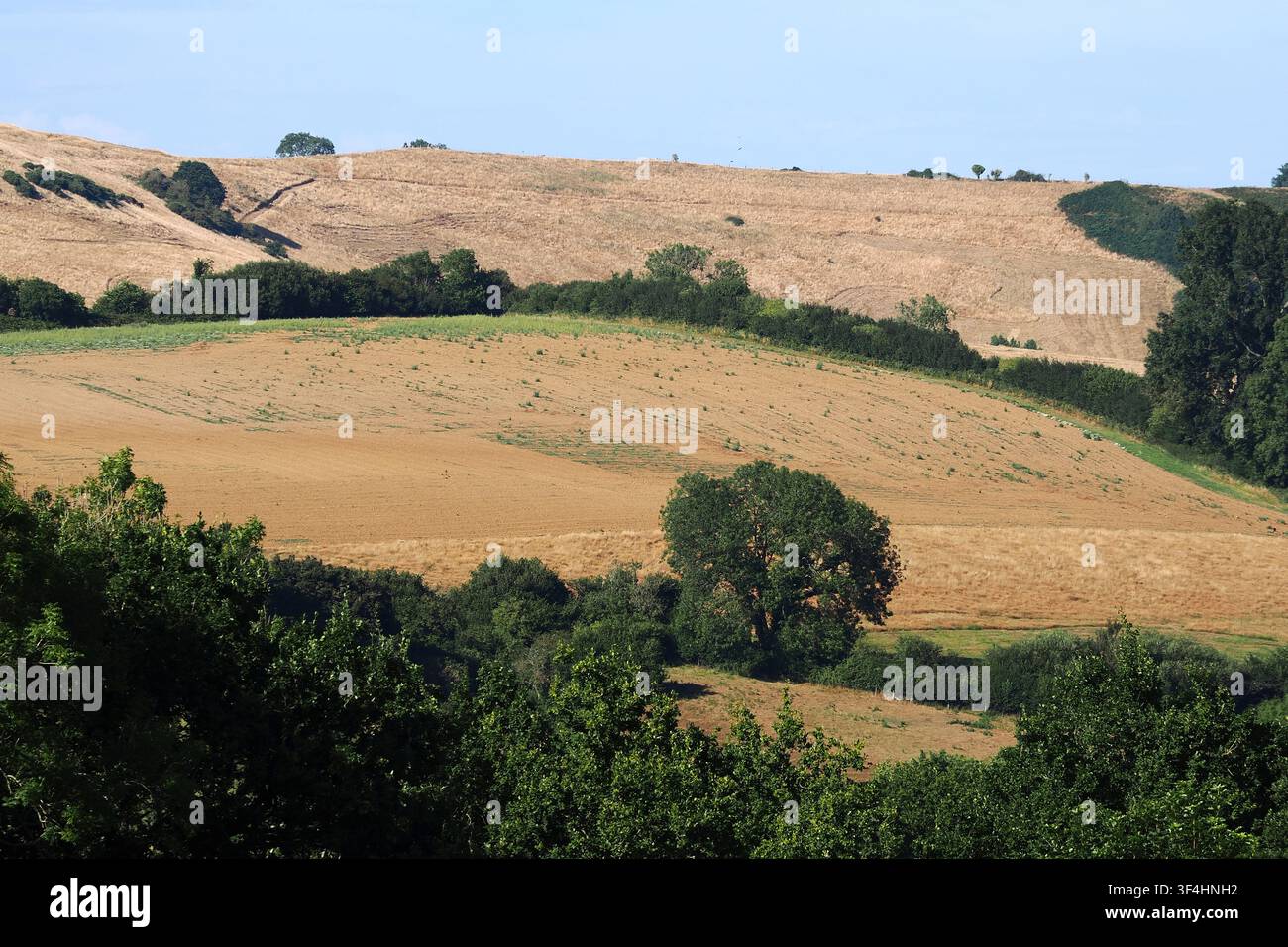 Terreno agricolo bruciato nel west Dorset durante le ondate di caldo estive del 2026. Foto Stock