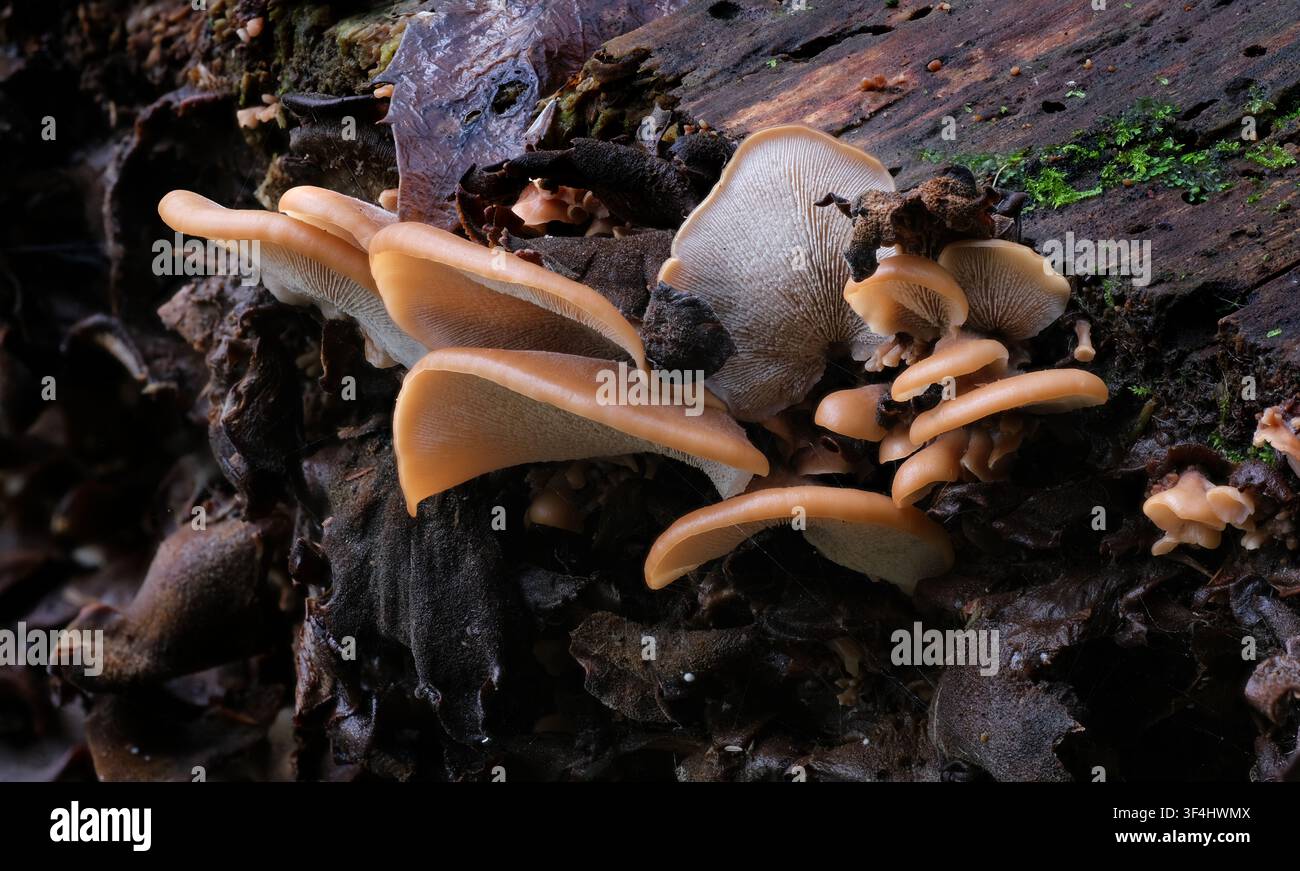 Un gruppo di funghi Lentinellus castoreus marroni appiattiti e a forma di disco con lamelle bianche viste dal basso, Styx, Tasmania, Australia Foto Stock