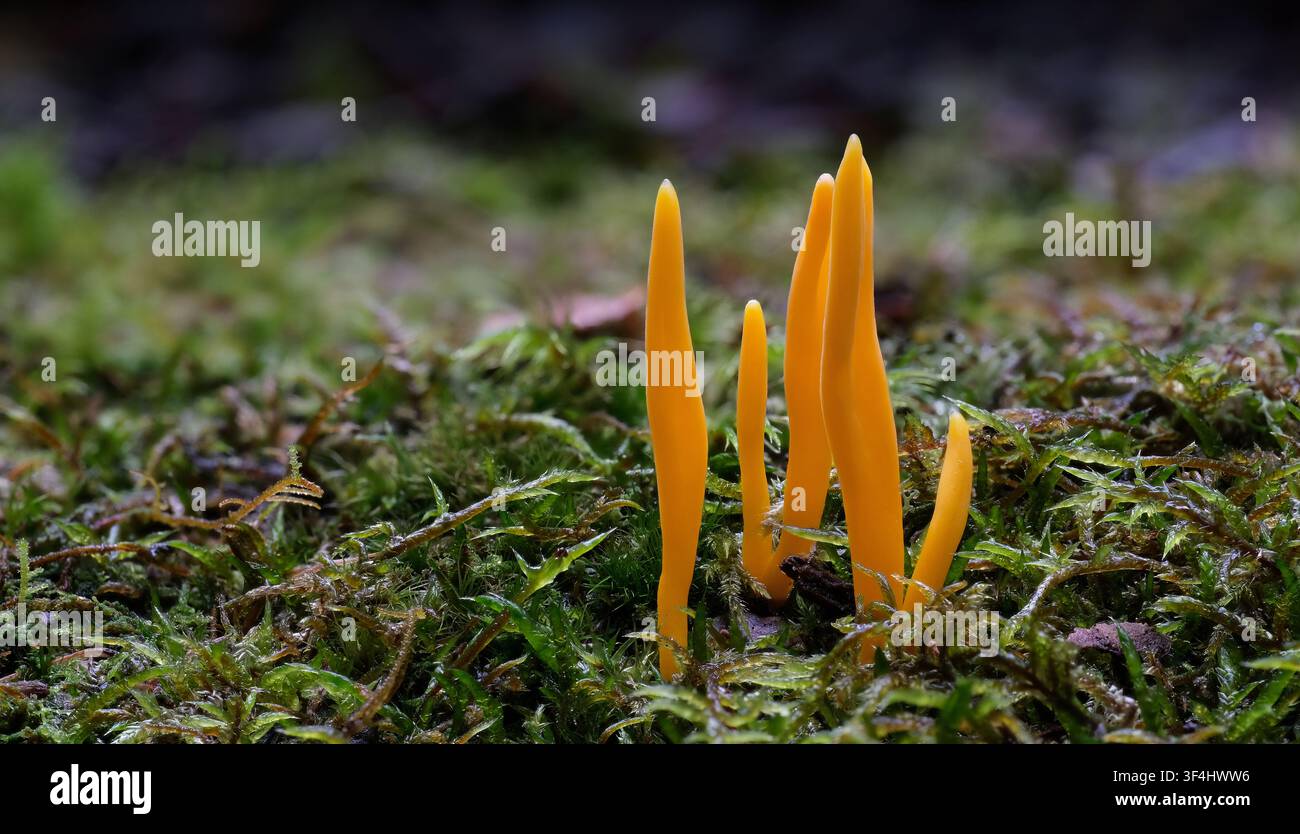 Un gruppo di strisce cilindriche di colore giallo oro simili a coralli di funghi Clavulinopsis amoena che emergono da un letto di muschio, Styx, Tasmania, Australia Foto Stock