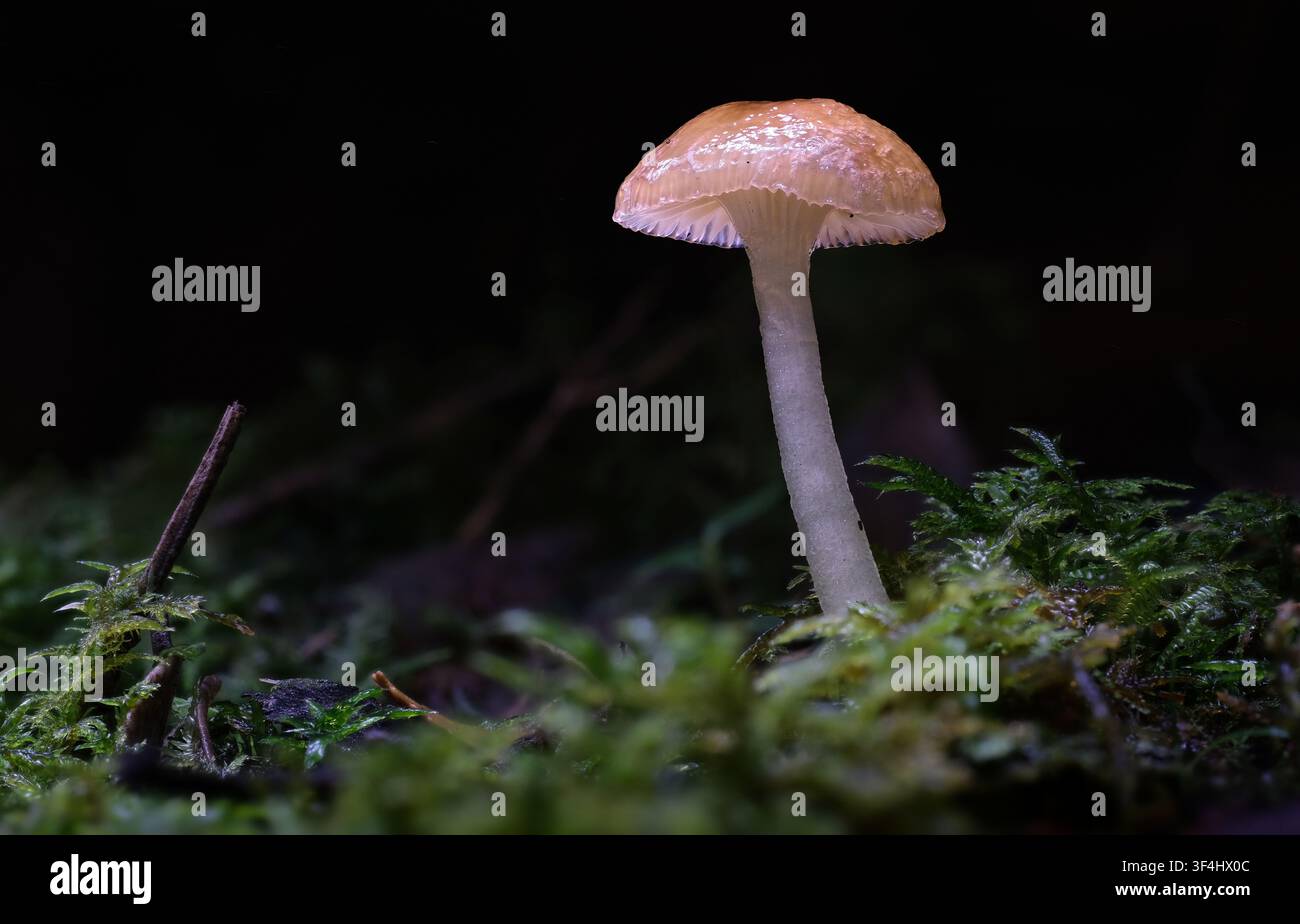 Un fungo a capo di cera traslucido crema e marrone (Gliophorous sp.) che cresce da un letto di muschio verde, Tasmania, Australia Foto Stock