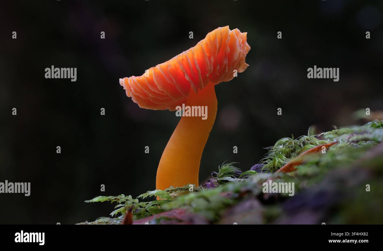 Un corpo fruttifero rosso arancio di funghi Hygrocybe firma con un cappello rivoltato che mostra le lamelle nella riserva naturale di Styx Tall Trees nel Tasmania, Australia Foto Stock